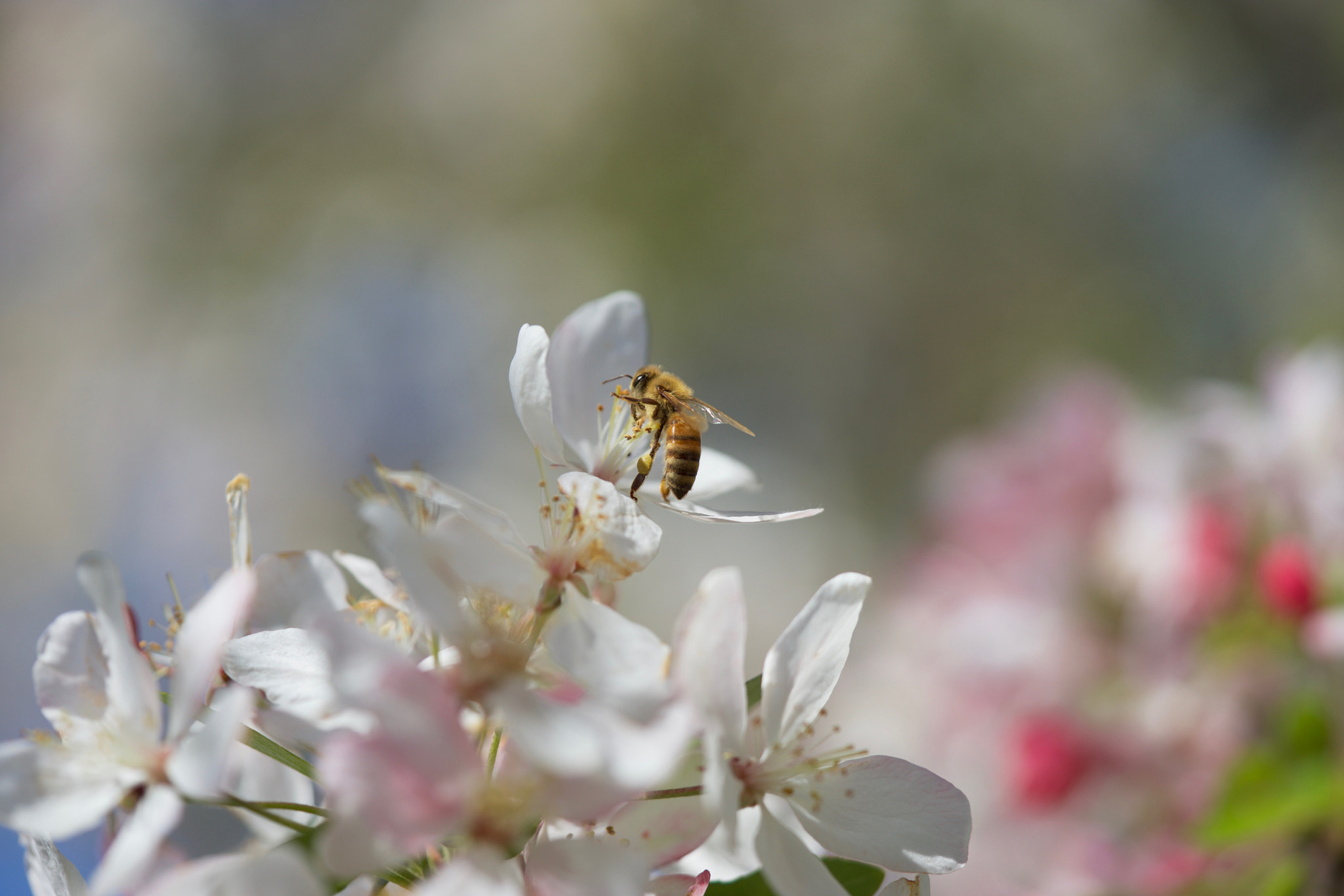 Sony a7 + Sony FE 90mm F2.8 Macro G OSS sample photo. Nature at its best photography