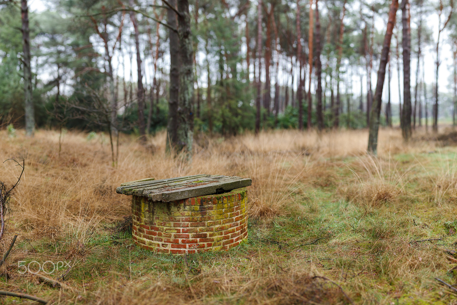 Canon EOS 5D Mark II sample photo. Abandoned well in the forrest photography