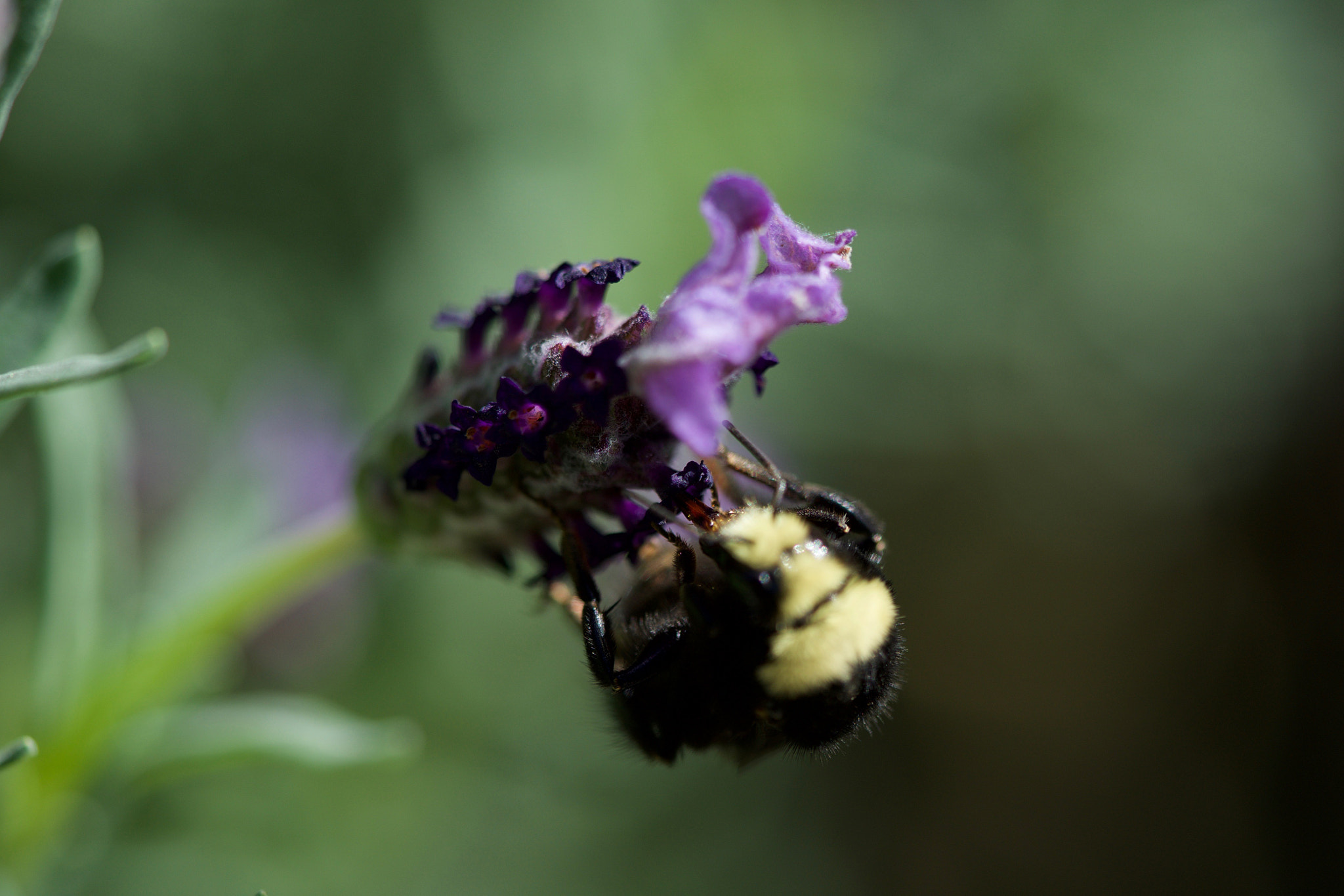 Sony FE 90mm F2.8 Macro G OSS sample photo. Nature at its best photography