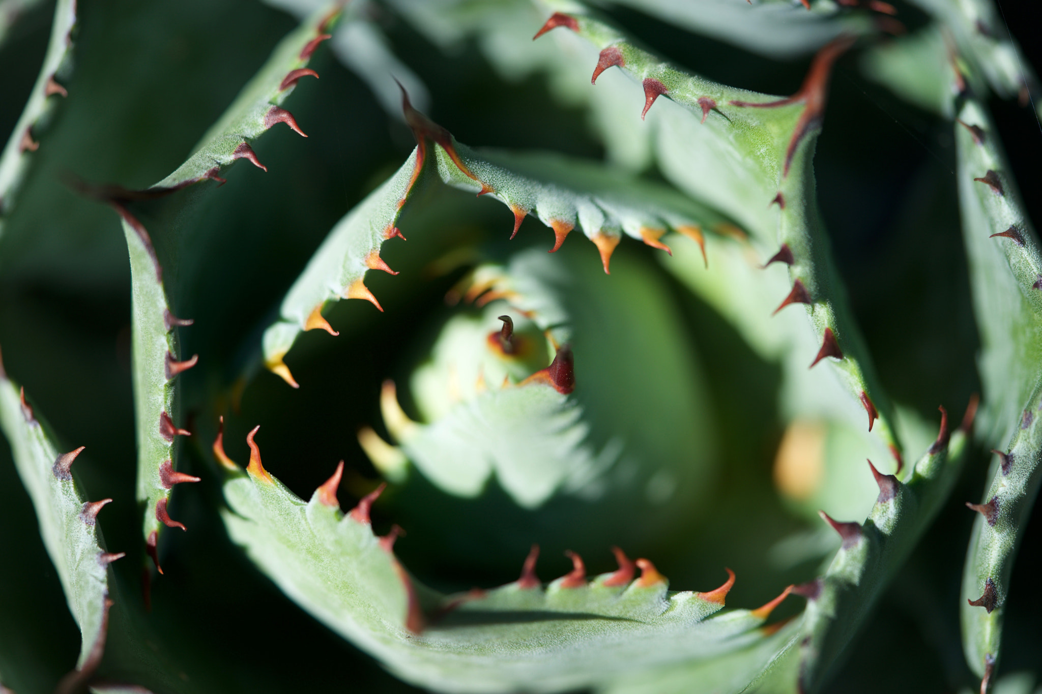 Sony a7 + Sony FE 90mm F2.8 Macro G OSS sample photo. Nature at its best photography