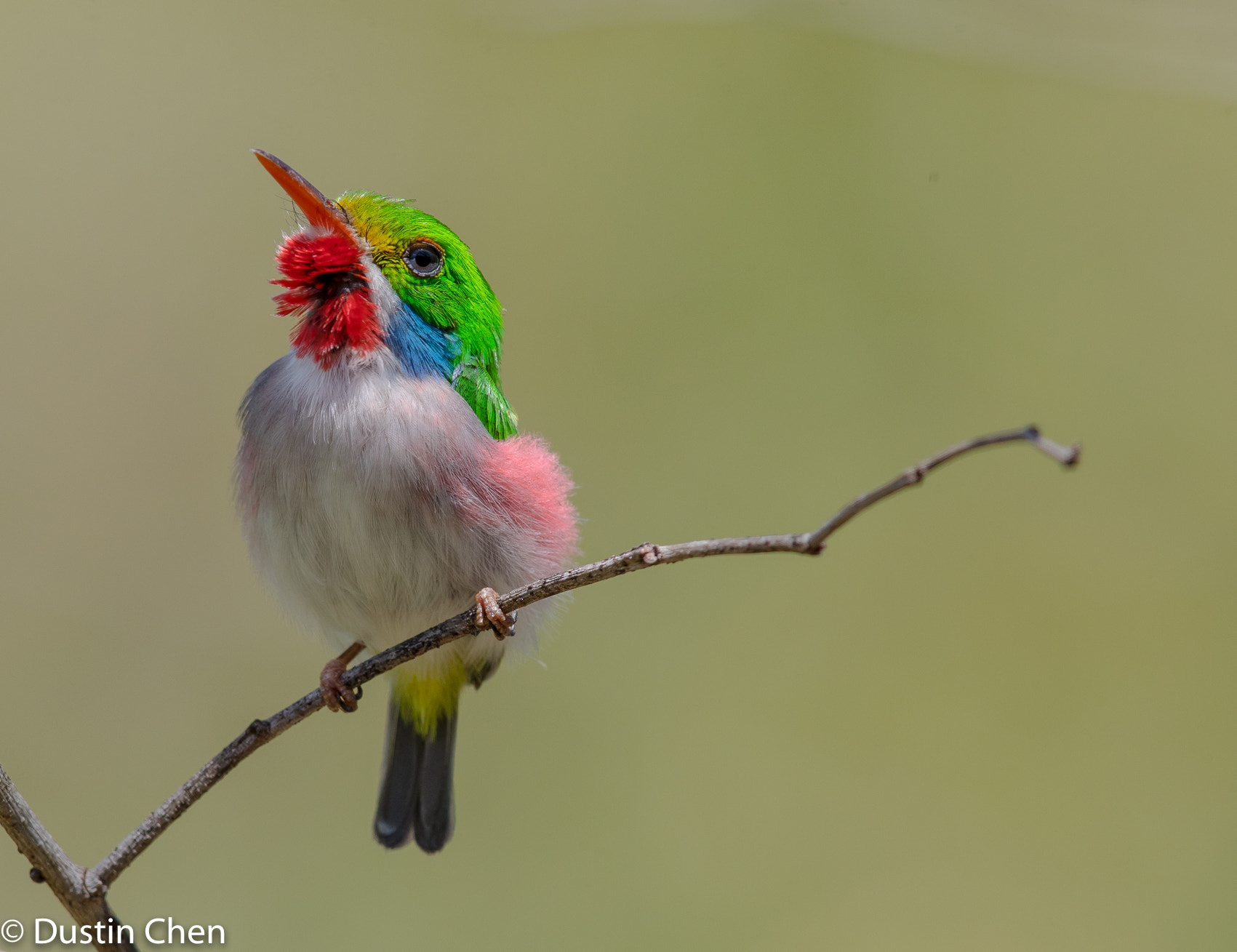 Canon EF 600mm F4L IS II USM sample photo. Cuban tody photography