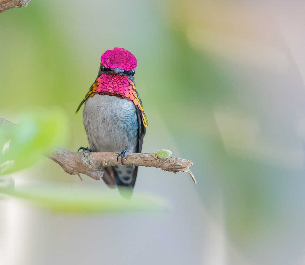 Canon EF 600mm F4L IS II USM sample photo. Bee hummingbirds, cuba, zapata photography