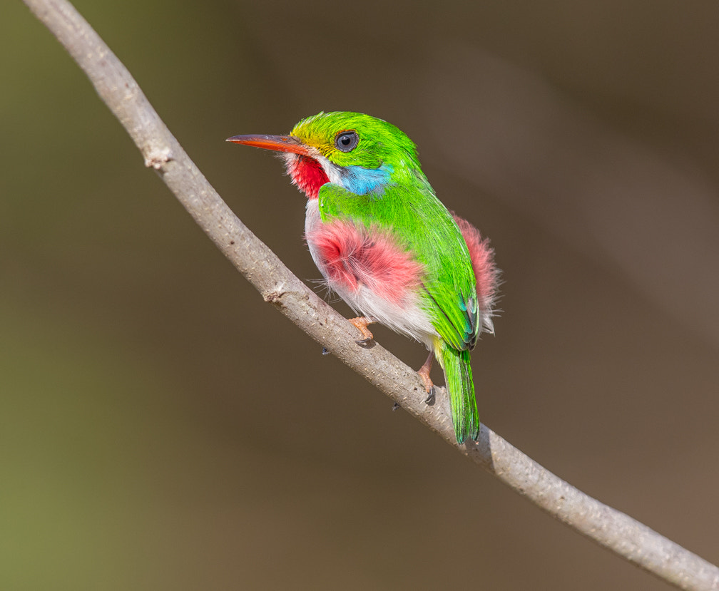 Canon EF 600mm F4L IS II USM sample photo. Cuban tody photography