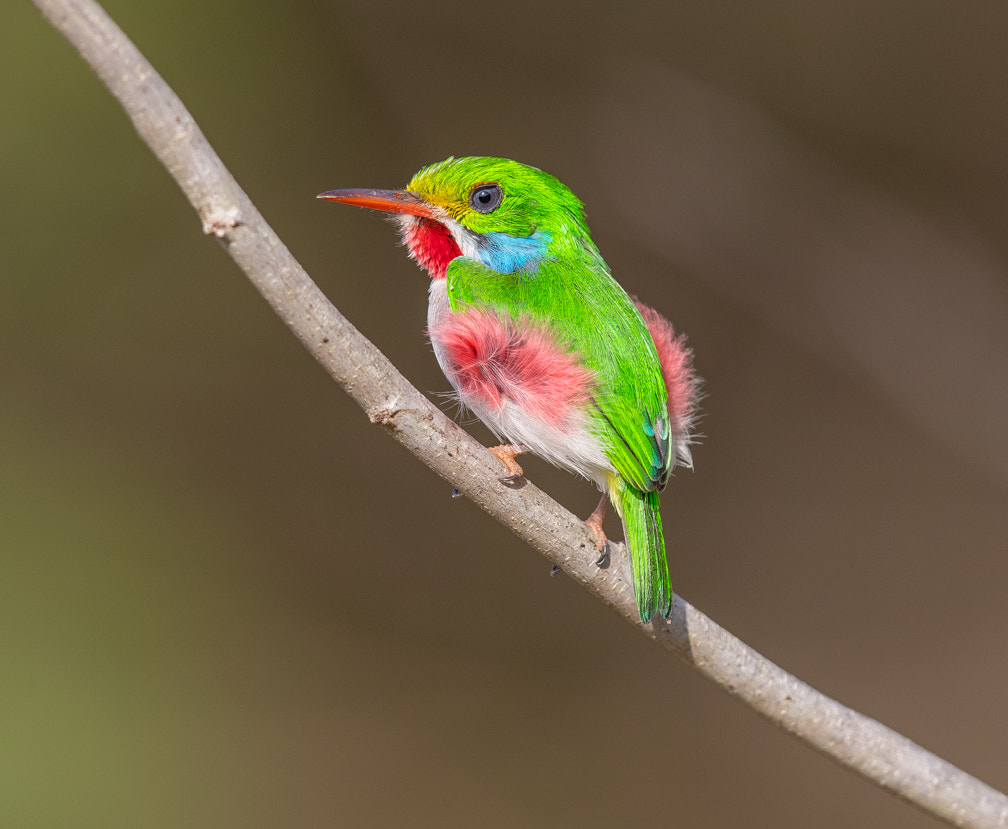 Canon EOS-1D X Mark II sample photo. Cuban tody photography