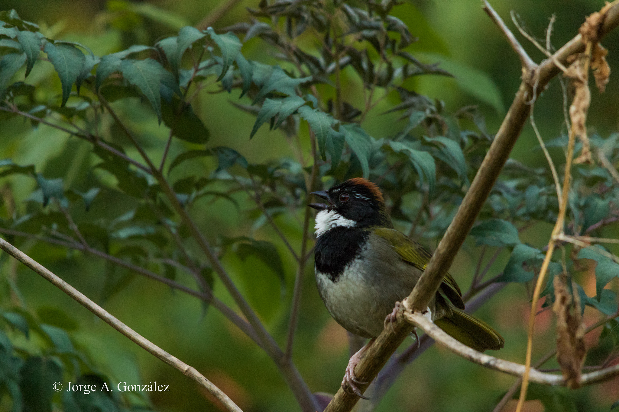 Canon EOS 7D Mark II sample photo. Collared towhee photography