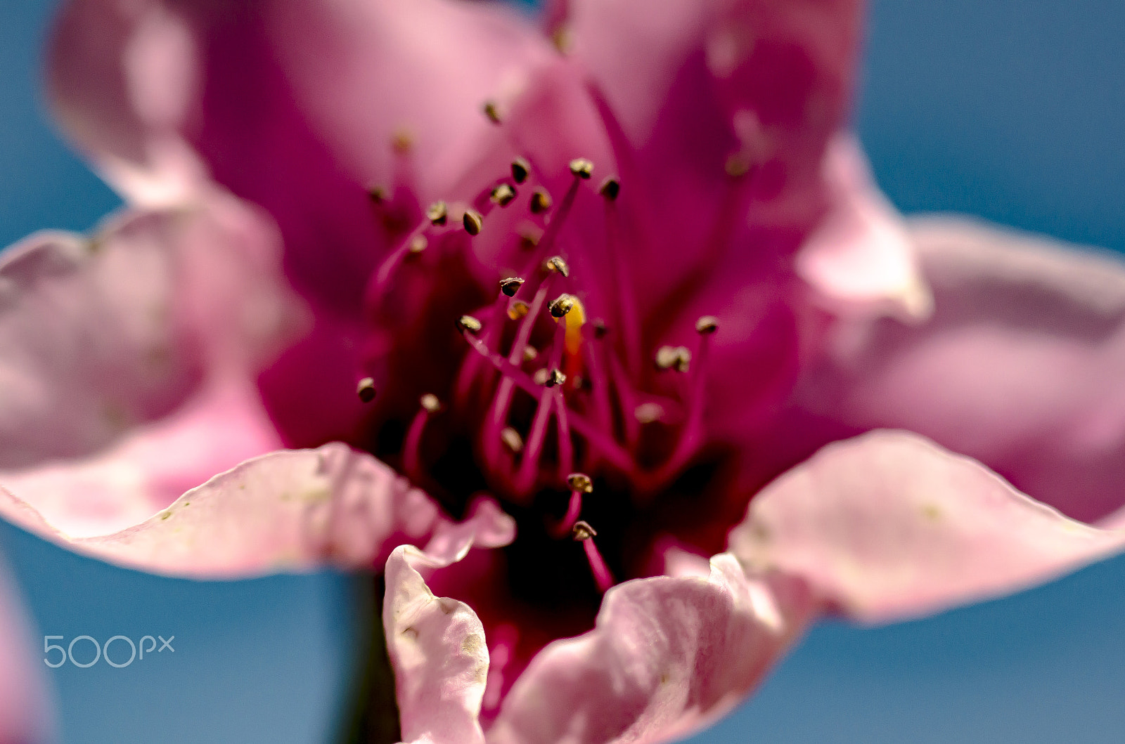 AF Nikkor 70-210mm f/4-5.6D sample photo. Pink dancing photography