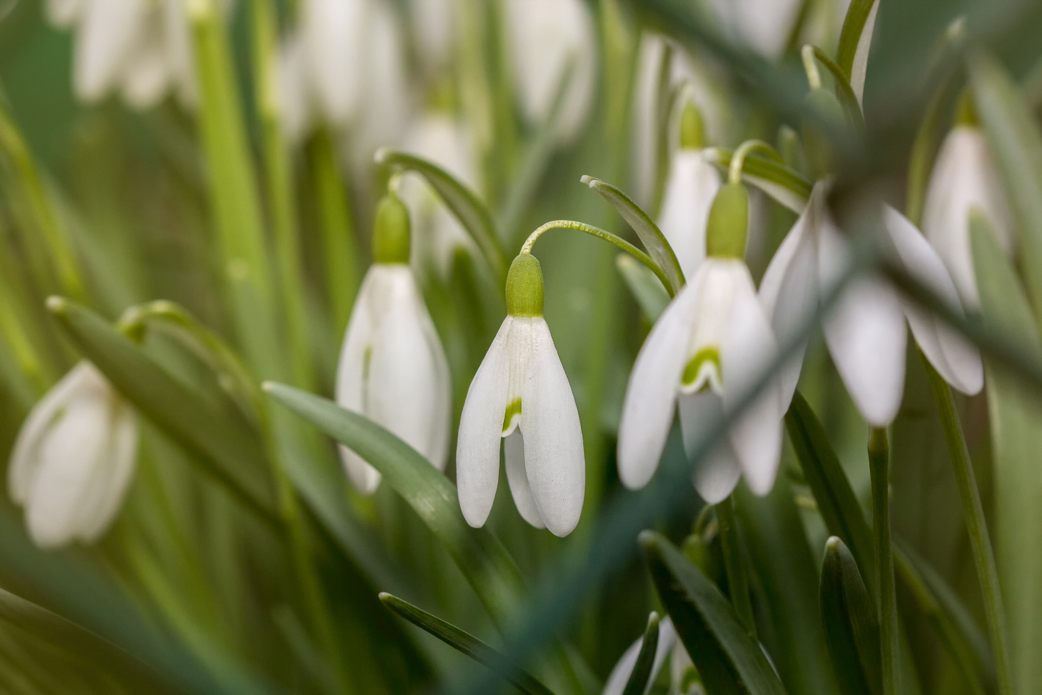 Canon EOS 60D + Sigma 105mm F2.8 EX DG OS HSM sample photo. Snowdrops photography