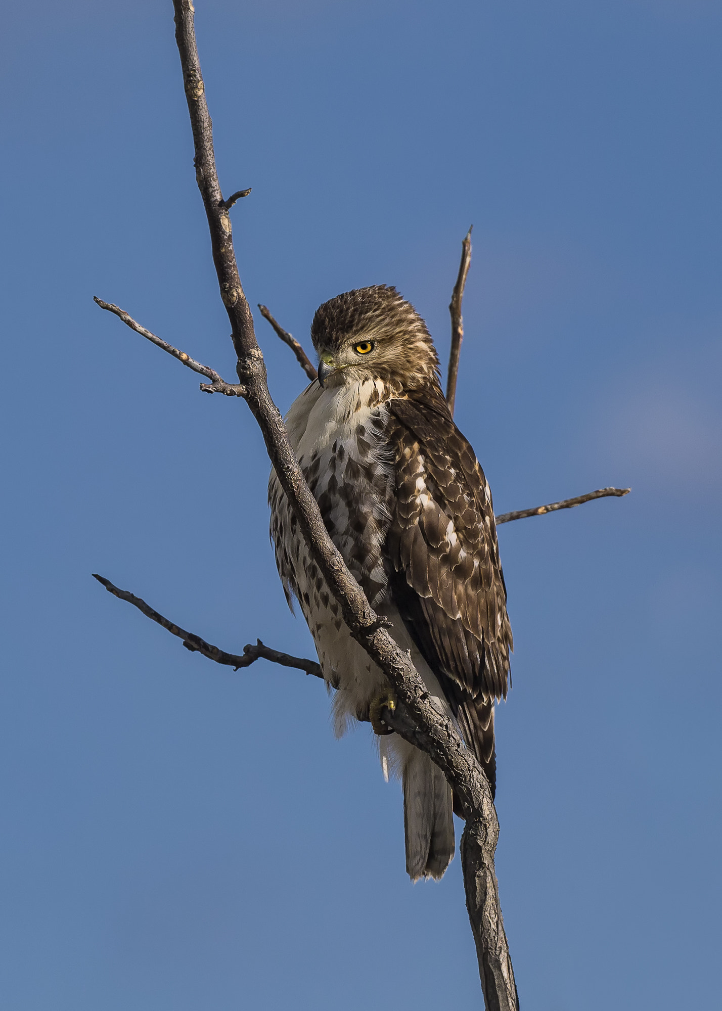 Canon EF 300mm F2.8L IS II USM sample photo. Red tailed hawk photography