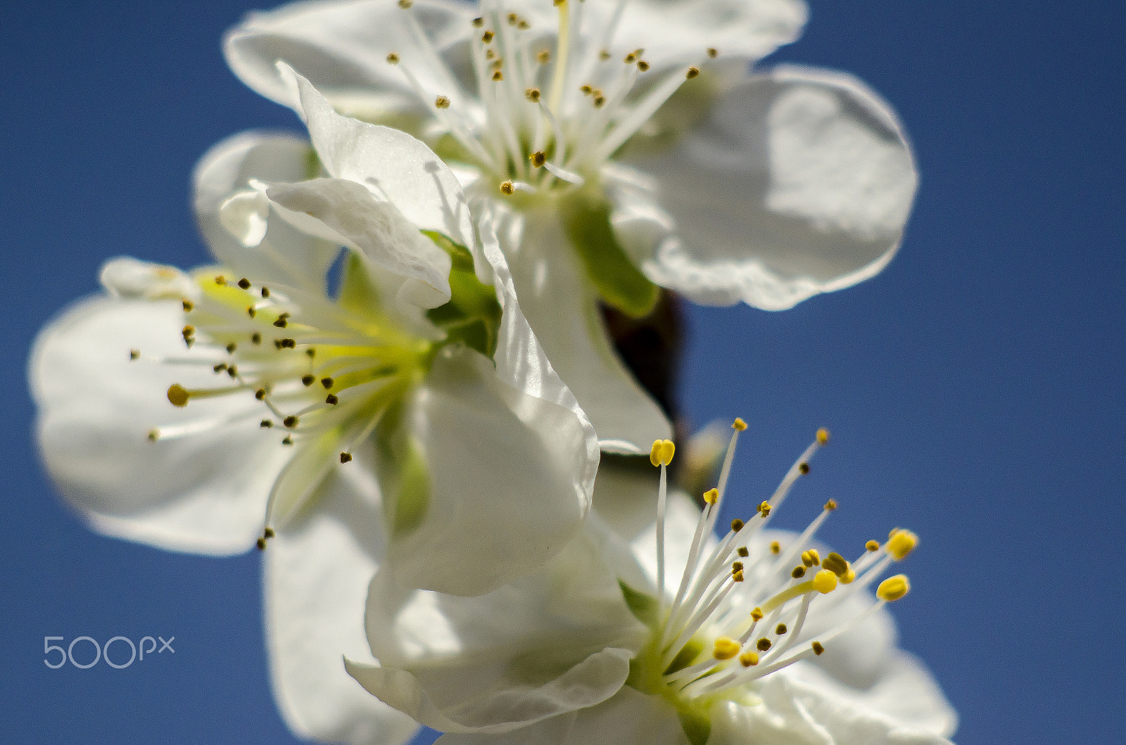 Nikon D7000 + AF Nikkor 70-210mm f/4-5.6D sample photo. The spring wedding,sposa di primavera photography