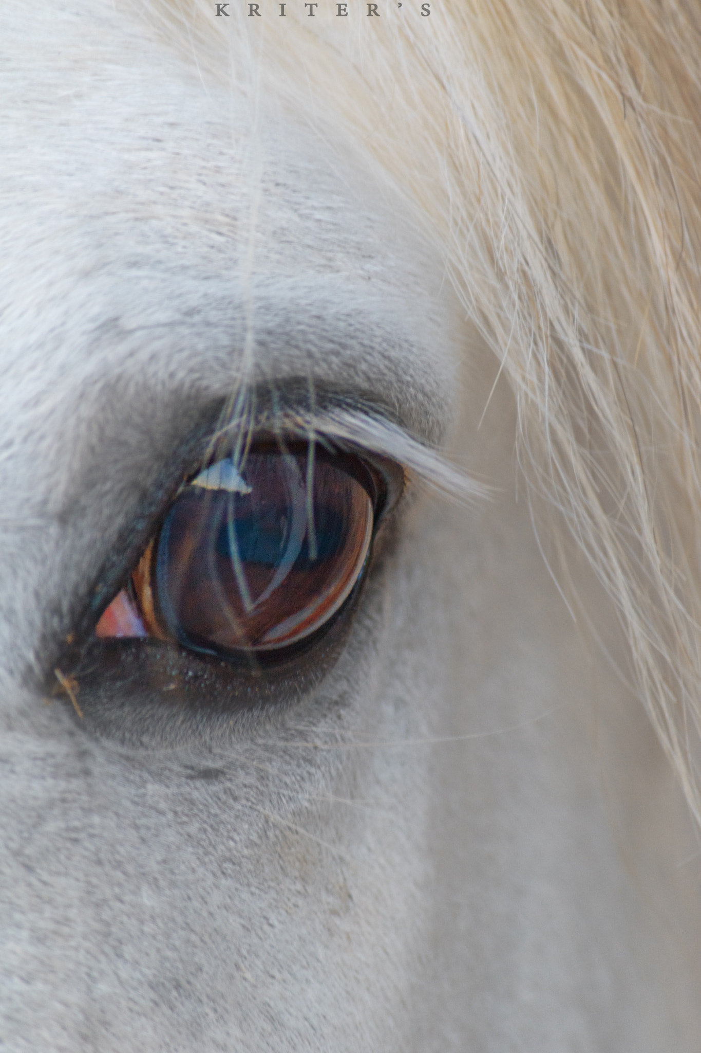 Nikon D5500 sample photo. Cheval photography
