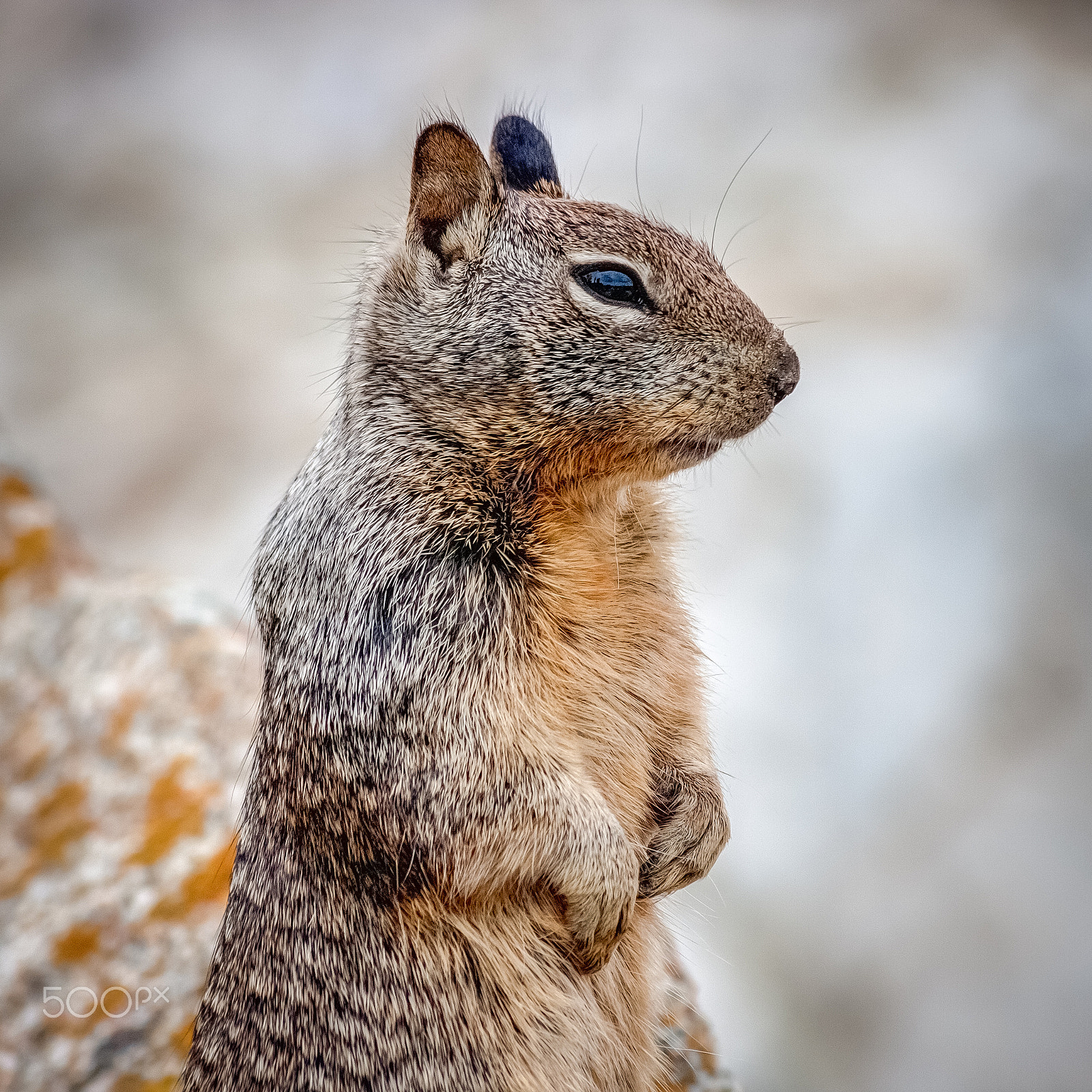 Canon EOS 40D + Canon EF 70-300mm F4-5.6 IS USM sample photo. Squirrel photography