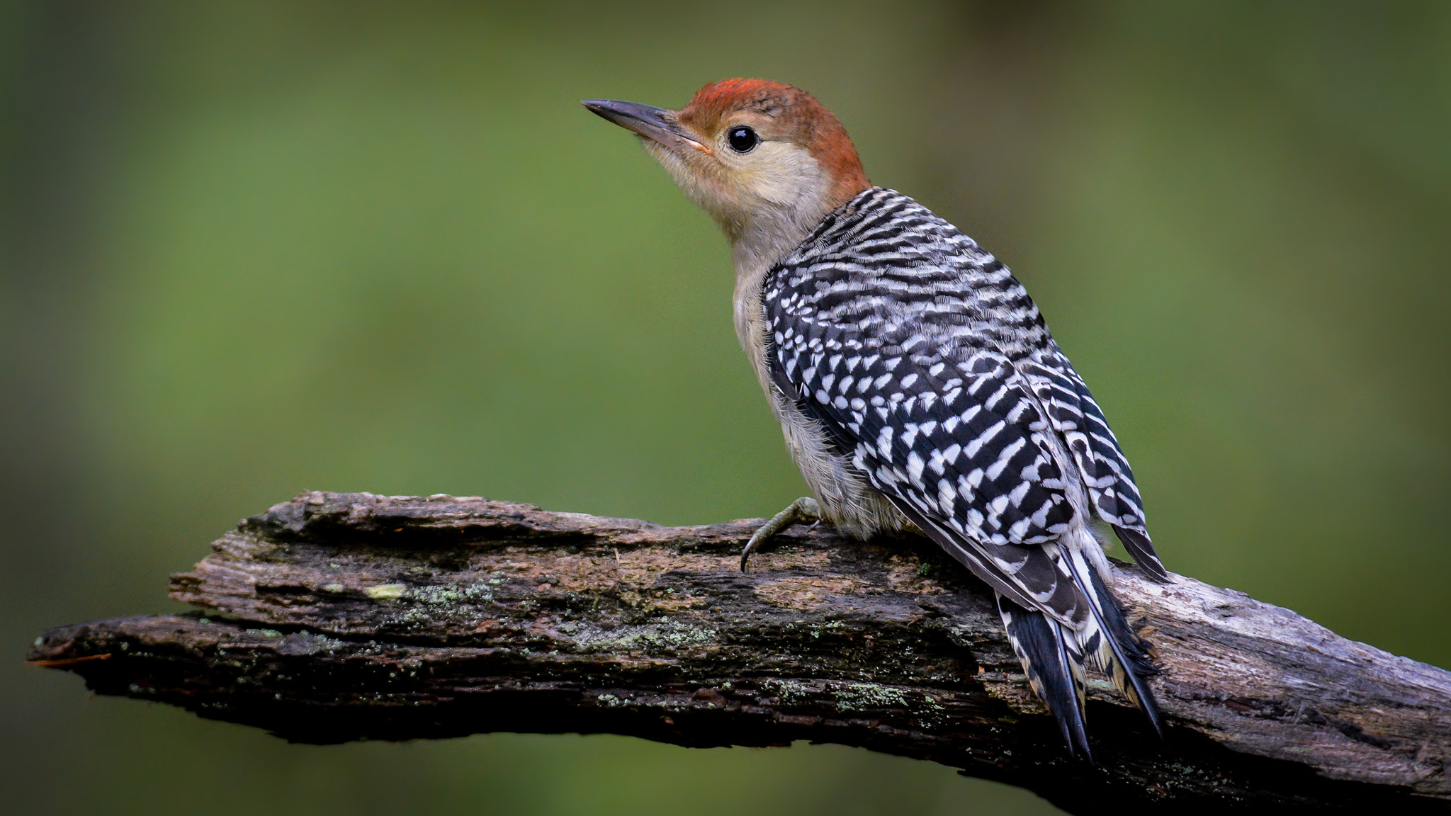 Nikon AF-S Nikkor 300mm F2.8G ED-IF VR sample photo. Red-bellied woodpecker (juvenile) photography