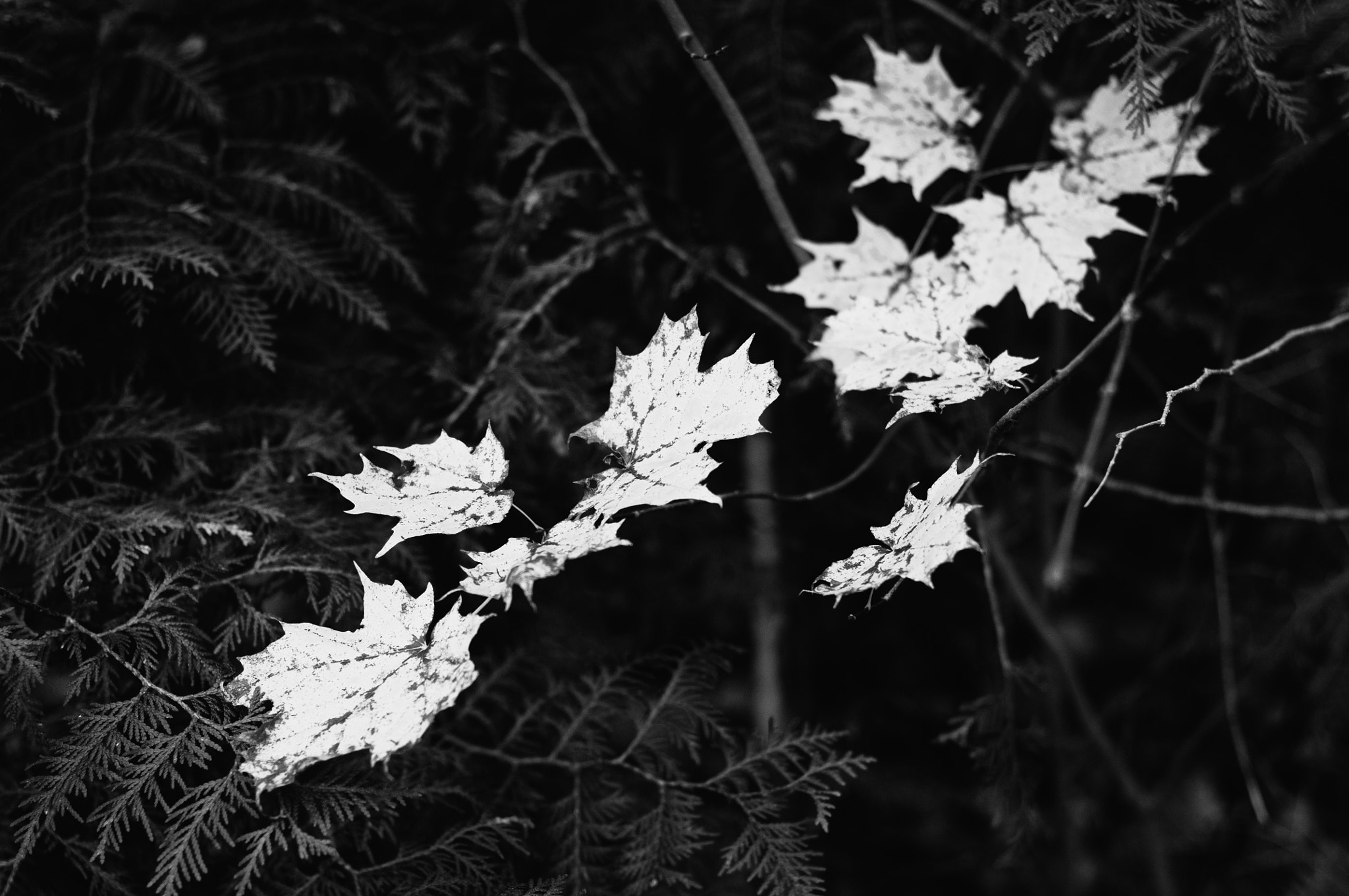 Nikon D300 + Nikon AF Nikkor 50mm F1.4D sample photo. Fall leaves in bw photography