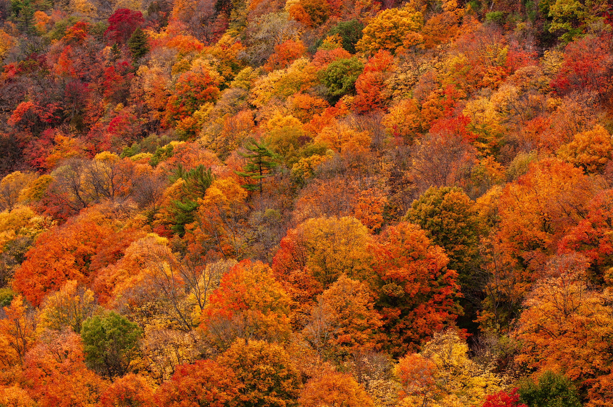 Nikon D300 sample photo. Fall leaves photography