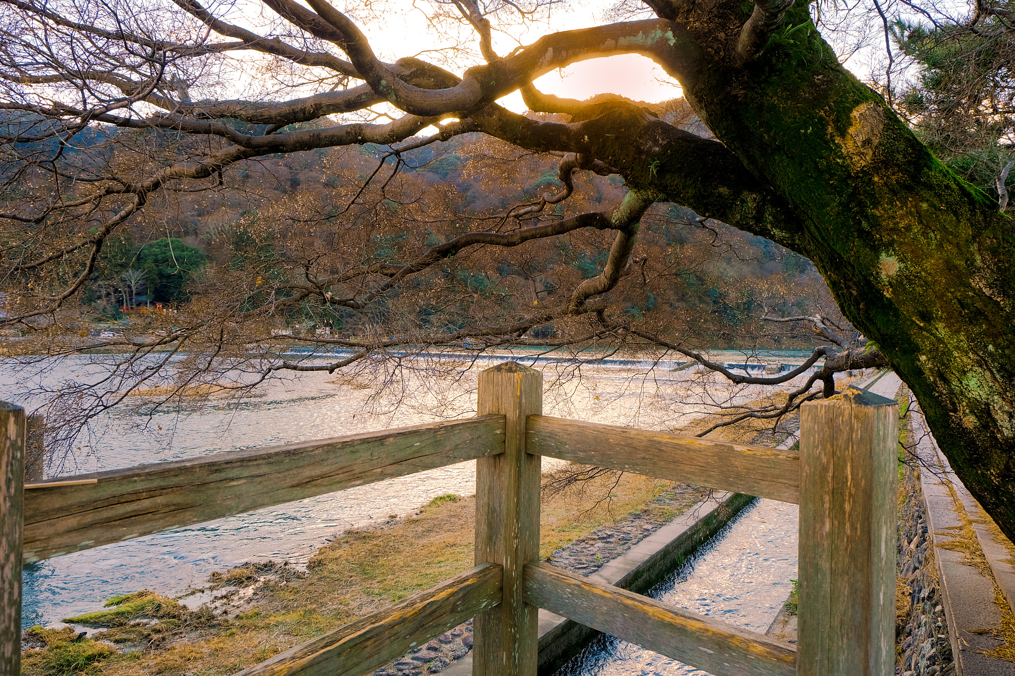 Fujifilm X-A1 sample photo. Under the tree photography