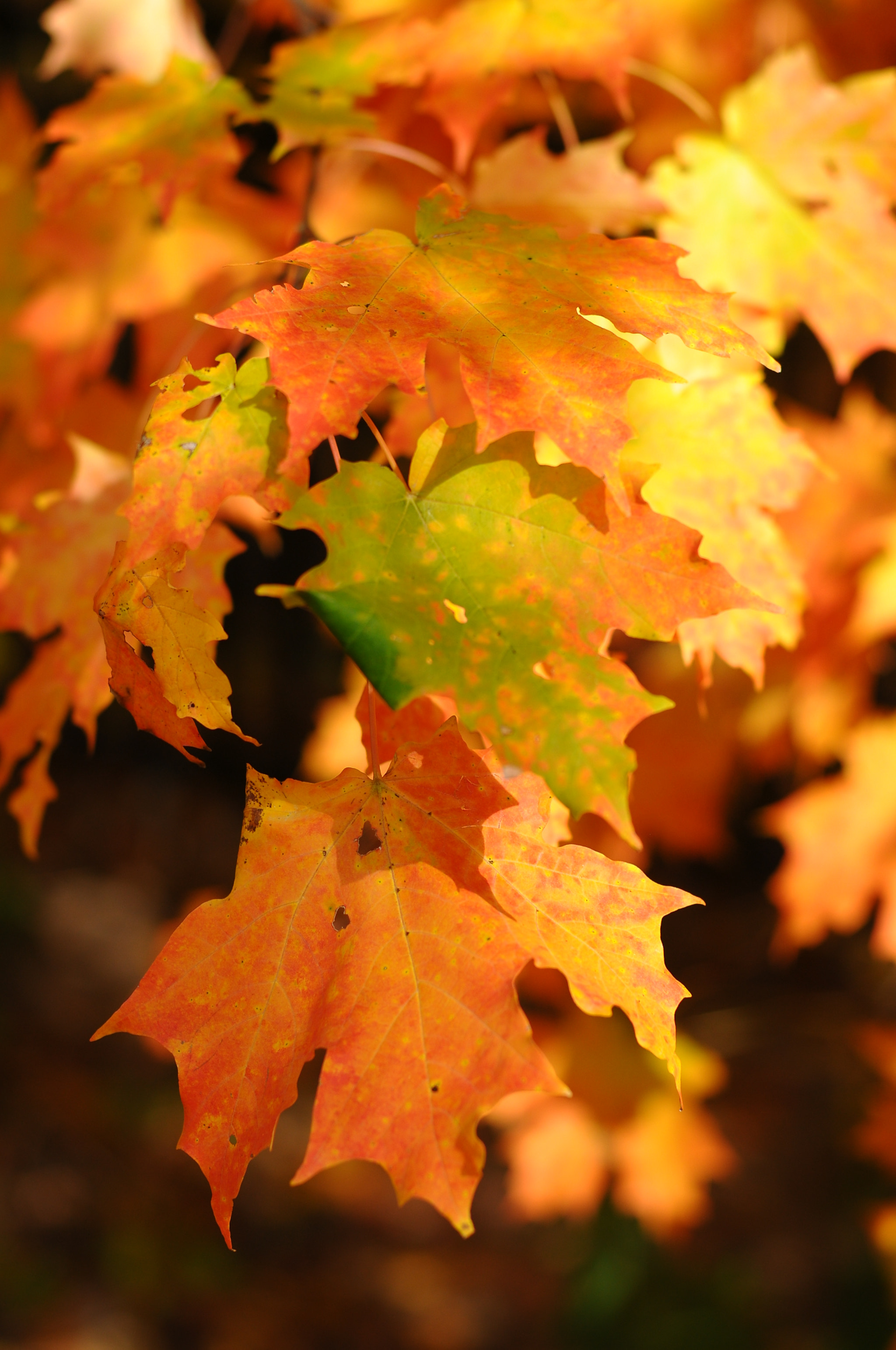 Nikon D300 + Nikon AF Nikkor 50mm F1.4D sample photo. Fall leaves photography