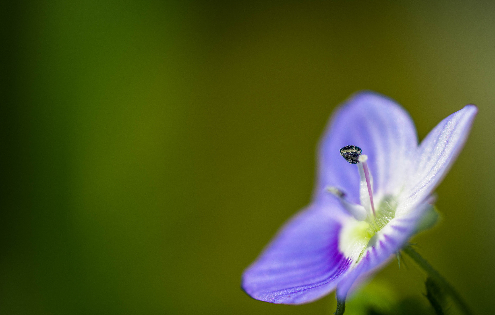 AF Micro-Nikkor 55mm f/2.8 sample photo. Dream of the bee**** photography