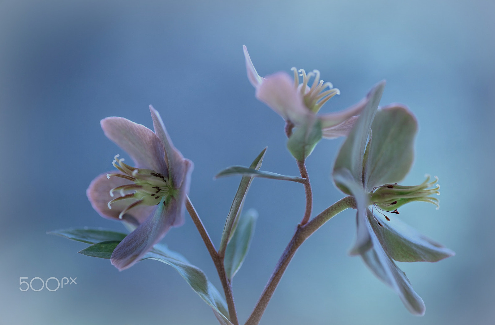 Nikon D810 sample photo. Hellebores photography