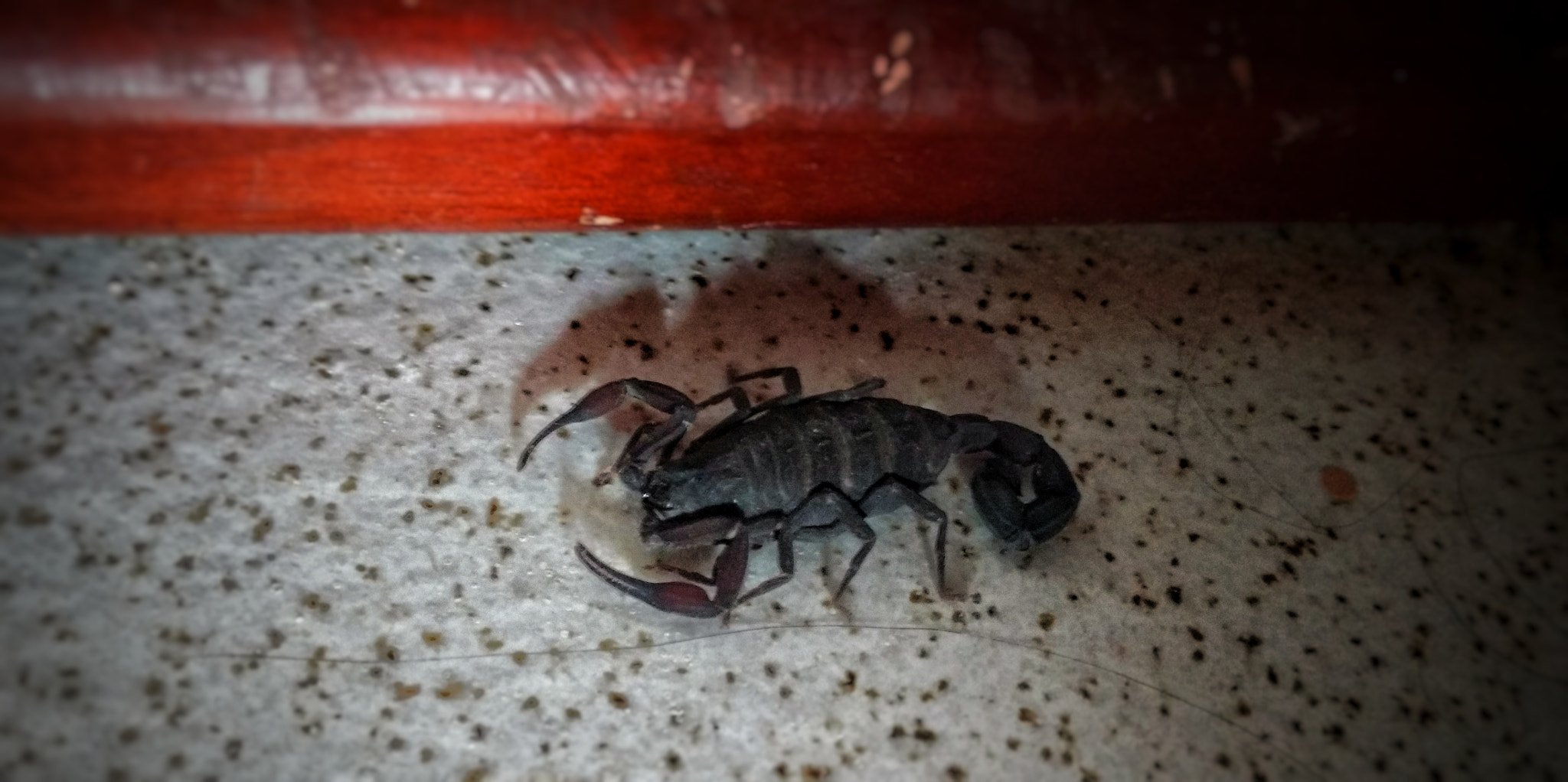 Motorola XT1563 sample photo. Scorpion photography