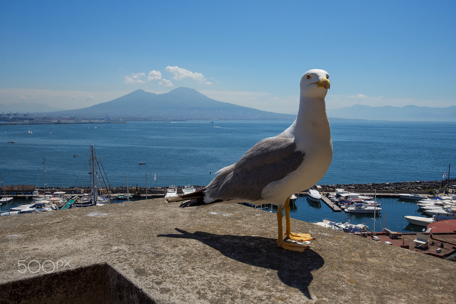 Nikon D7200 + Sigma 10-20mm F3.5 EX DC HSM sample photo. View of mount vesuvius from castel dell'ovo (seagull portrait) photography