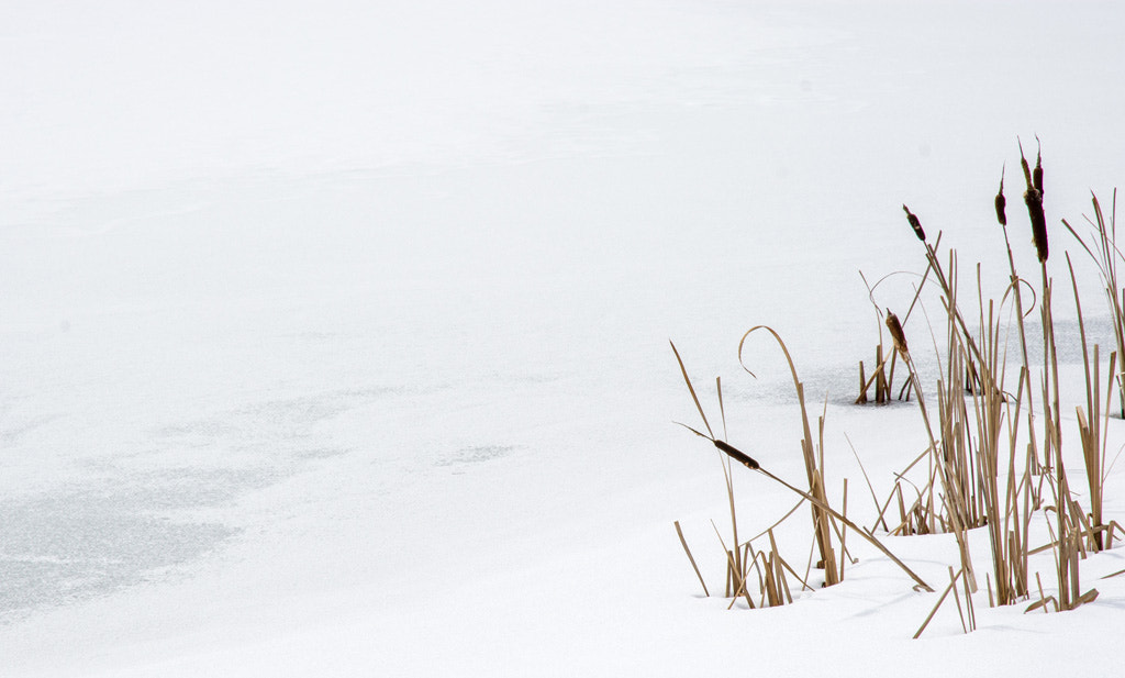 Nikon D7100 sample photo. On frozen pond photography
