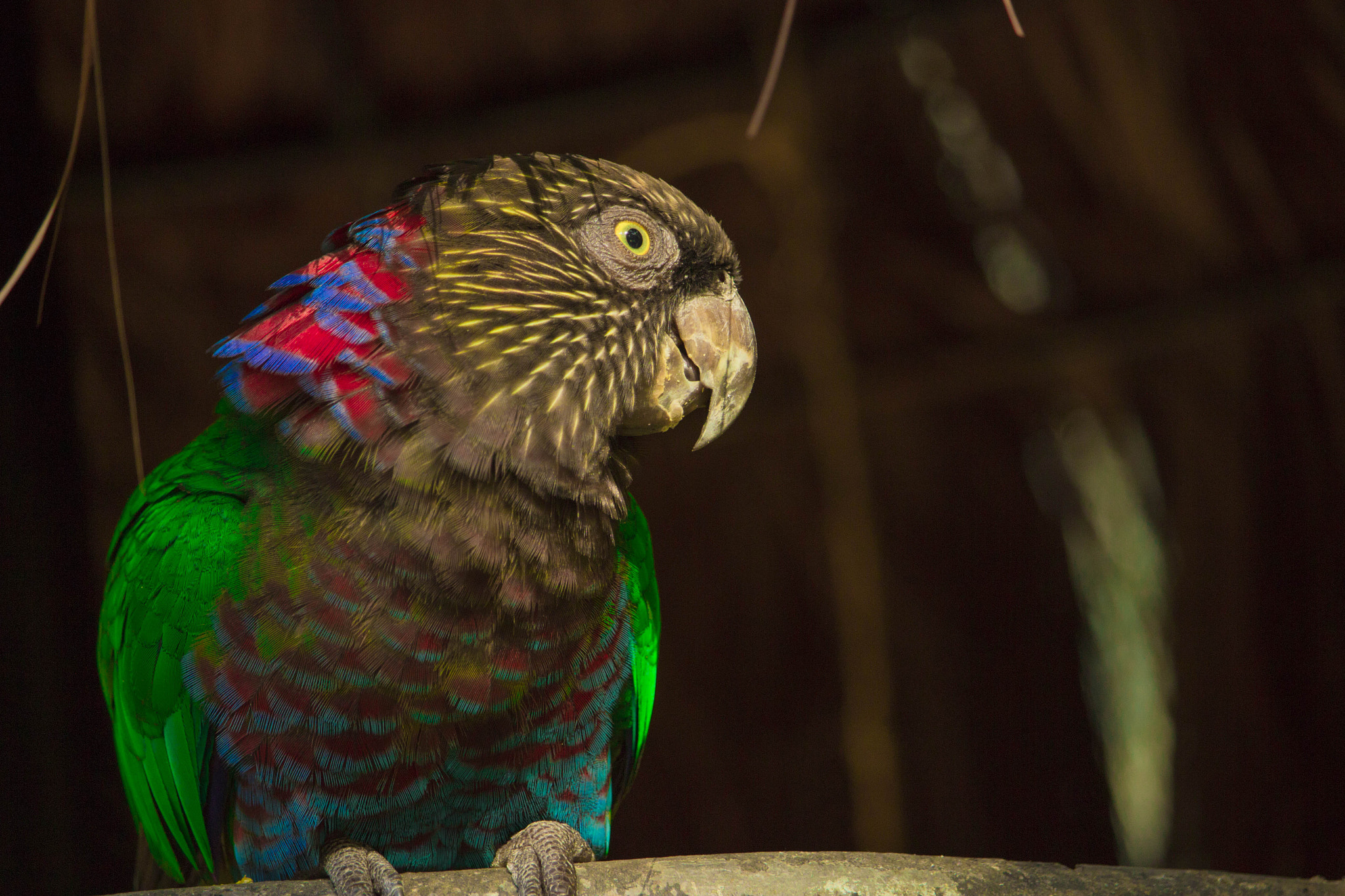 Canon EF-S 55-250mm F4-5.6 IS STM sample photo. Papagaio (de ) photography