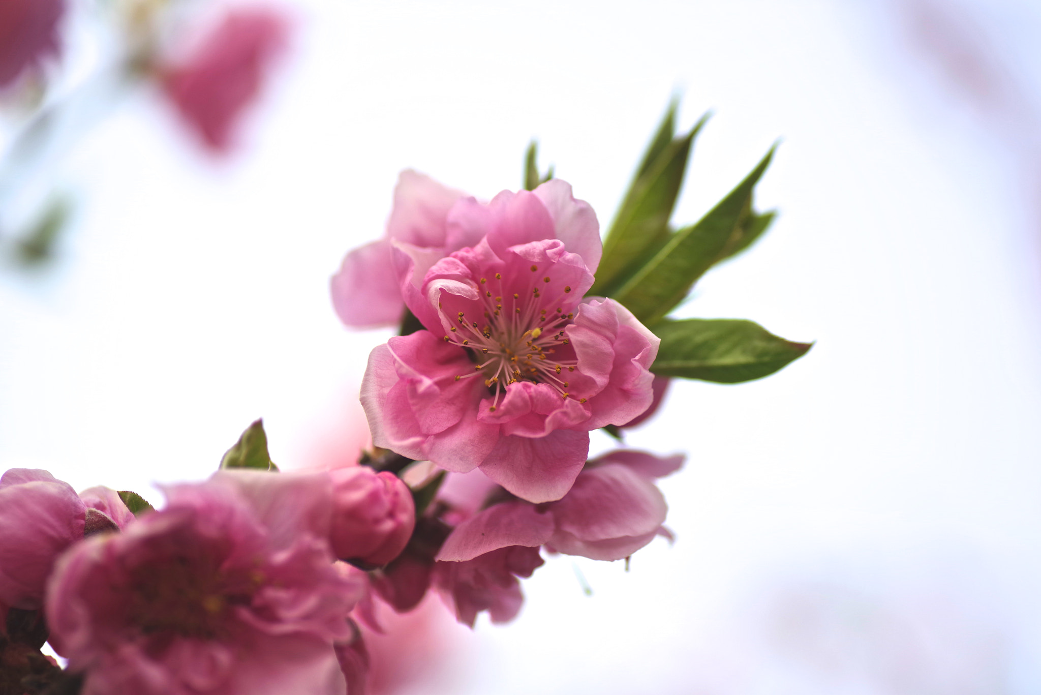 Pentax K-1 + Tamron SP AF 90mm F2.8 Di Macro sample photo. Peach tree photography