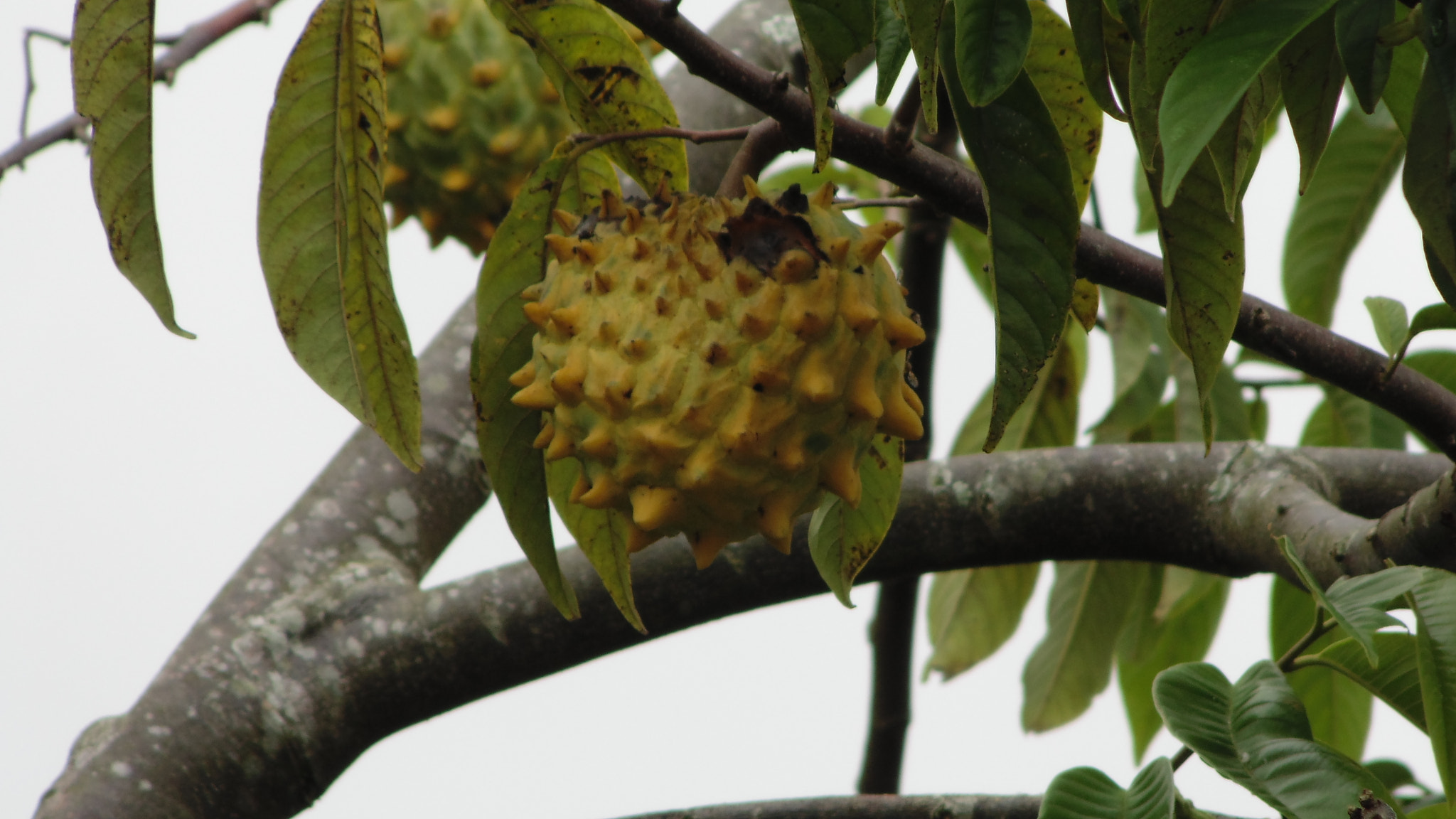 Sony DSC-H100 sample photo. Annona squamosa - ripe fruit photography