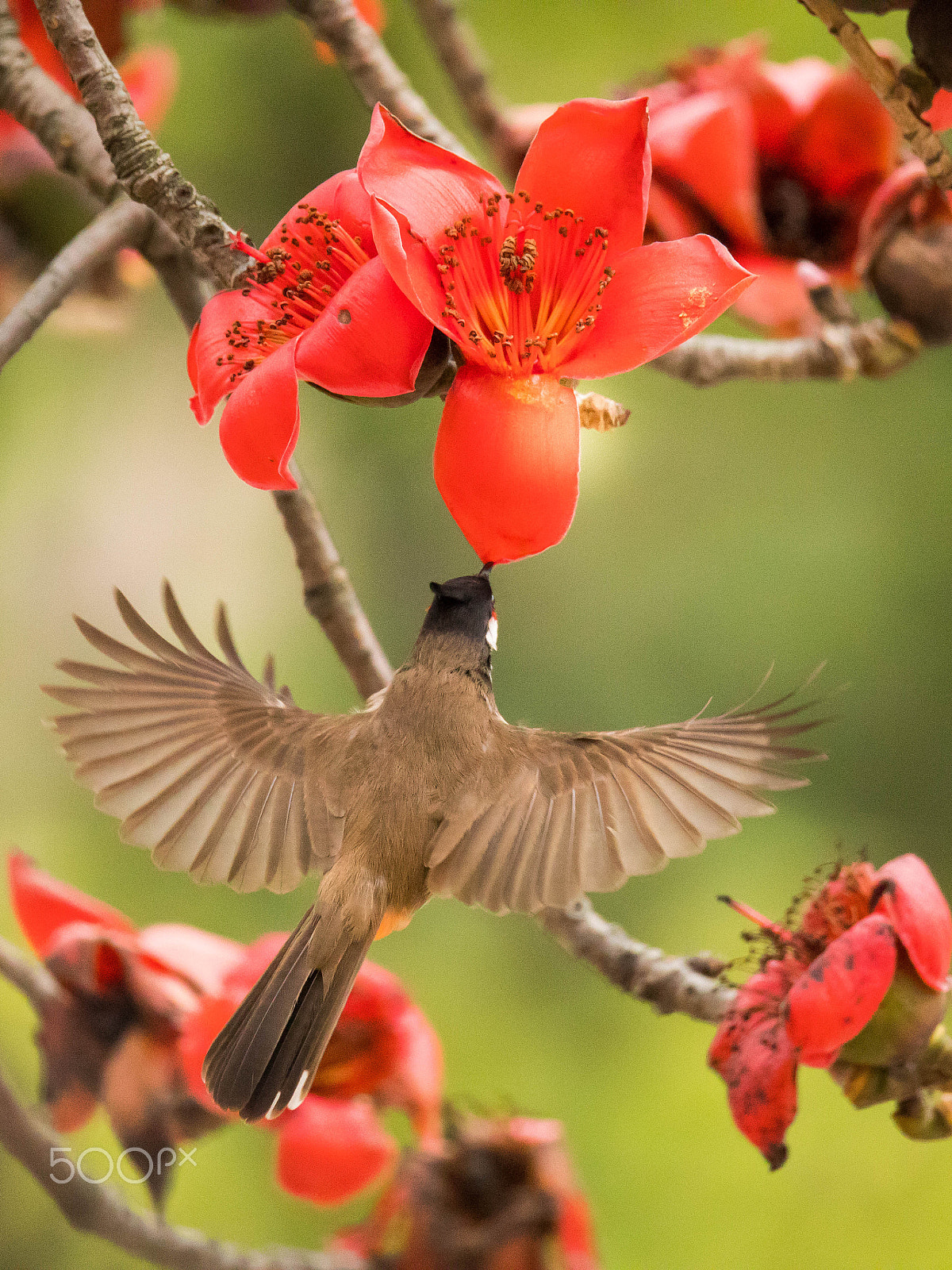 Sigma 150-600mm F5-6.3 DG OS HSM | C sample photo. Red cotton&bird photography
