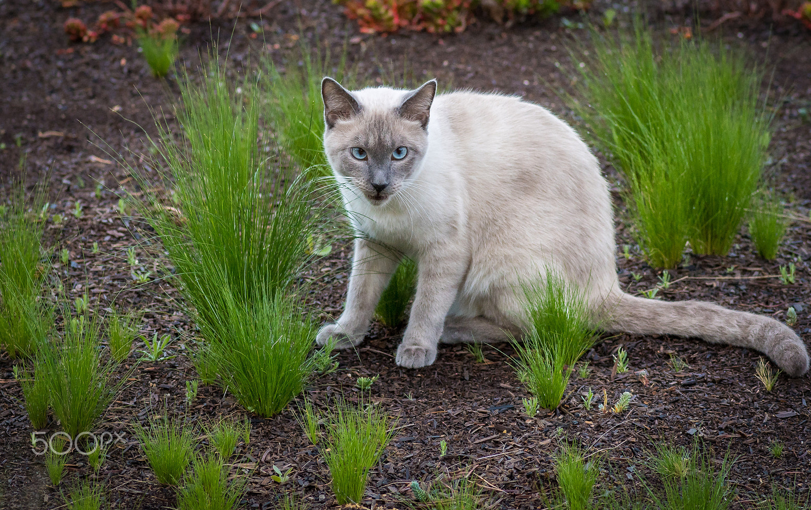 Tokina AT-X Pro 100mm F2.8 Macro sample photo. Puss breaks the internet photography