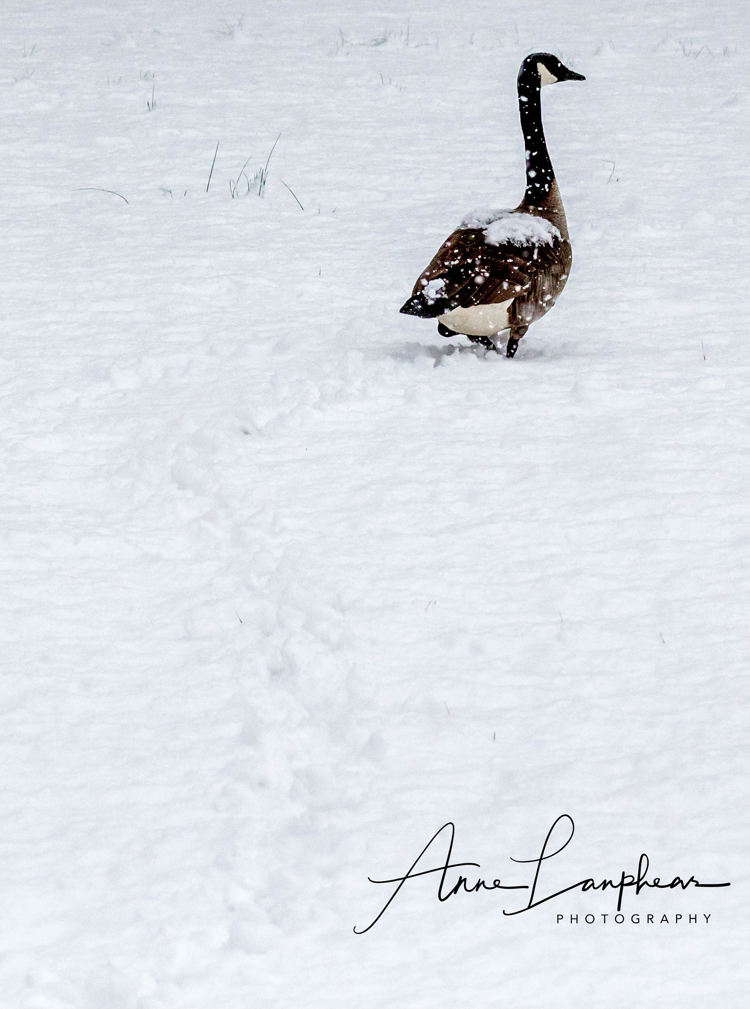 Canon EF 85mm F1.8 USM sample photo. Goose trail photography