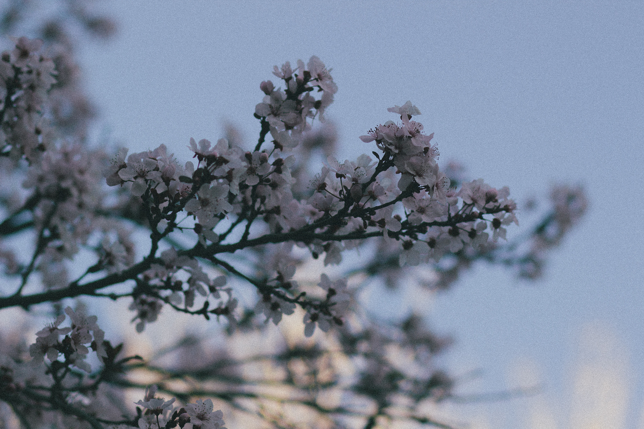 Canon EF 85mm F1.8 USM sample photo. A beautiful tree. photography