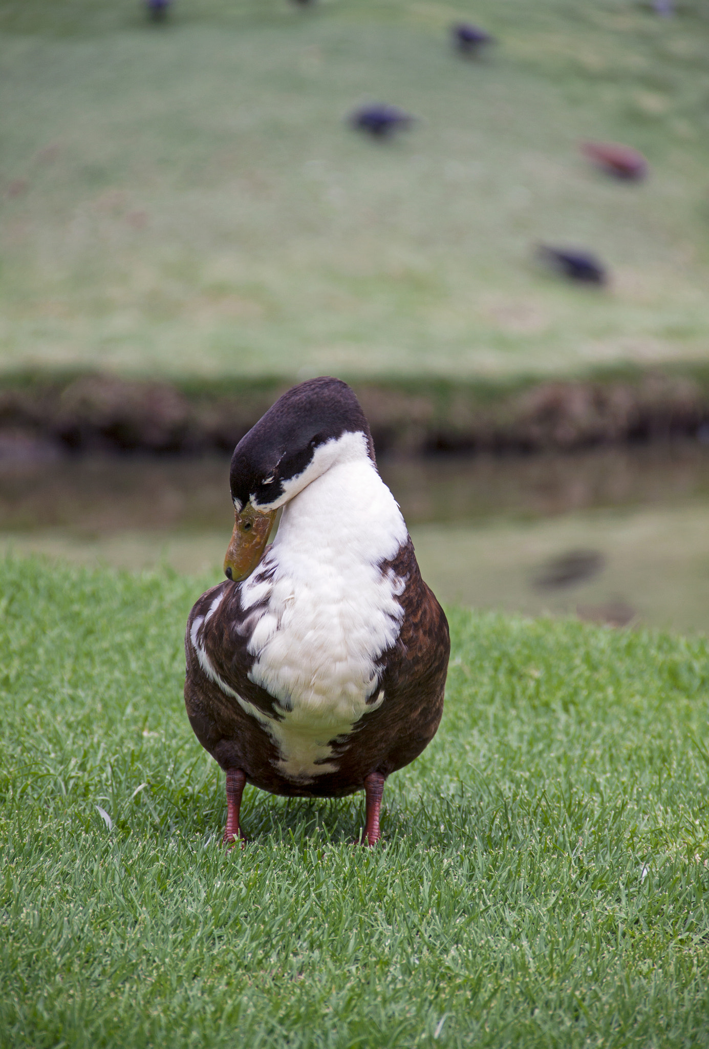 Canon EF-S 18-135mm F3.5-5.6 IS sample photo. Patito photography