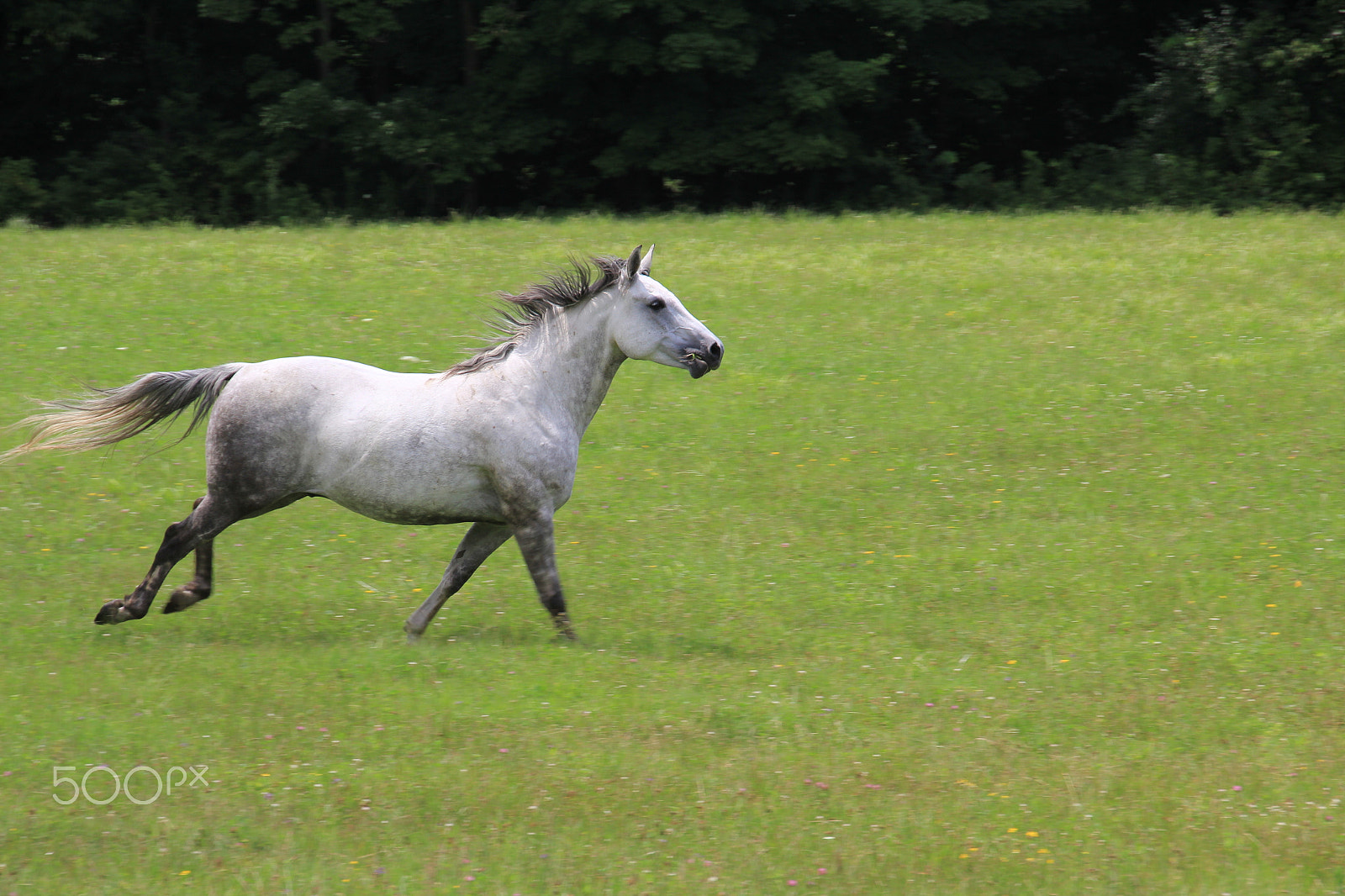 Canon EOS 60D sample photo. Telbert photography