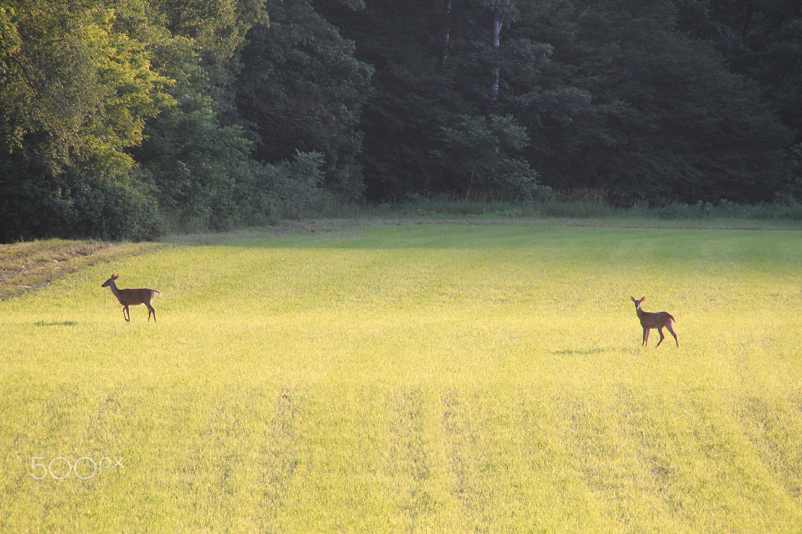 Canon EOS 60D sample photo. Deer photography