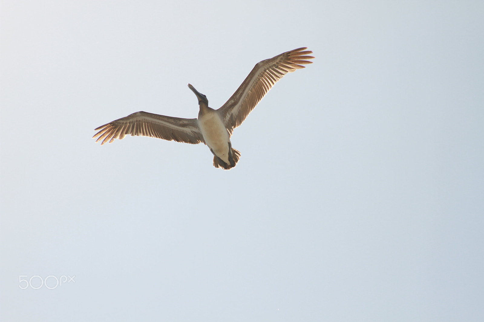 Canon EF 28-135mm F3.5-5.6 IS USM sample photo. In the air photography