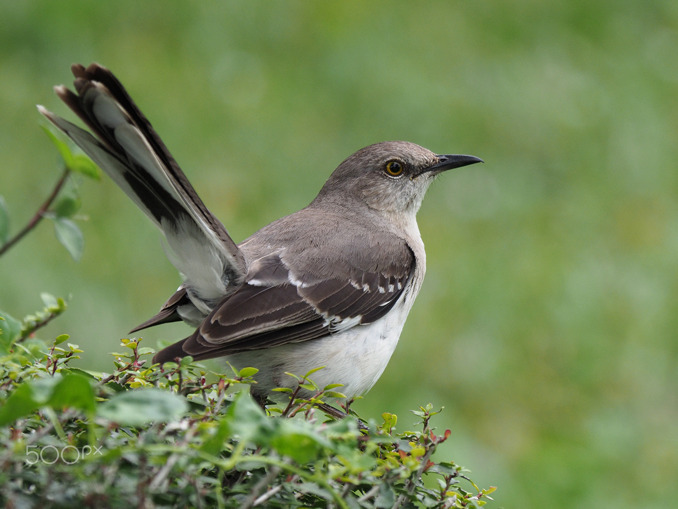 Olympus OM-D E-M10 + Panasonic Lumix G Vario 100-300mm F4-5.6 OIS sample photo. Tail up in the air northern mockingbird photography
