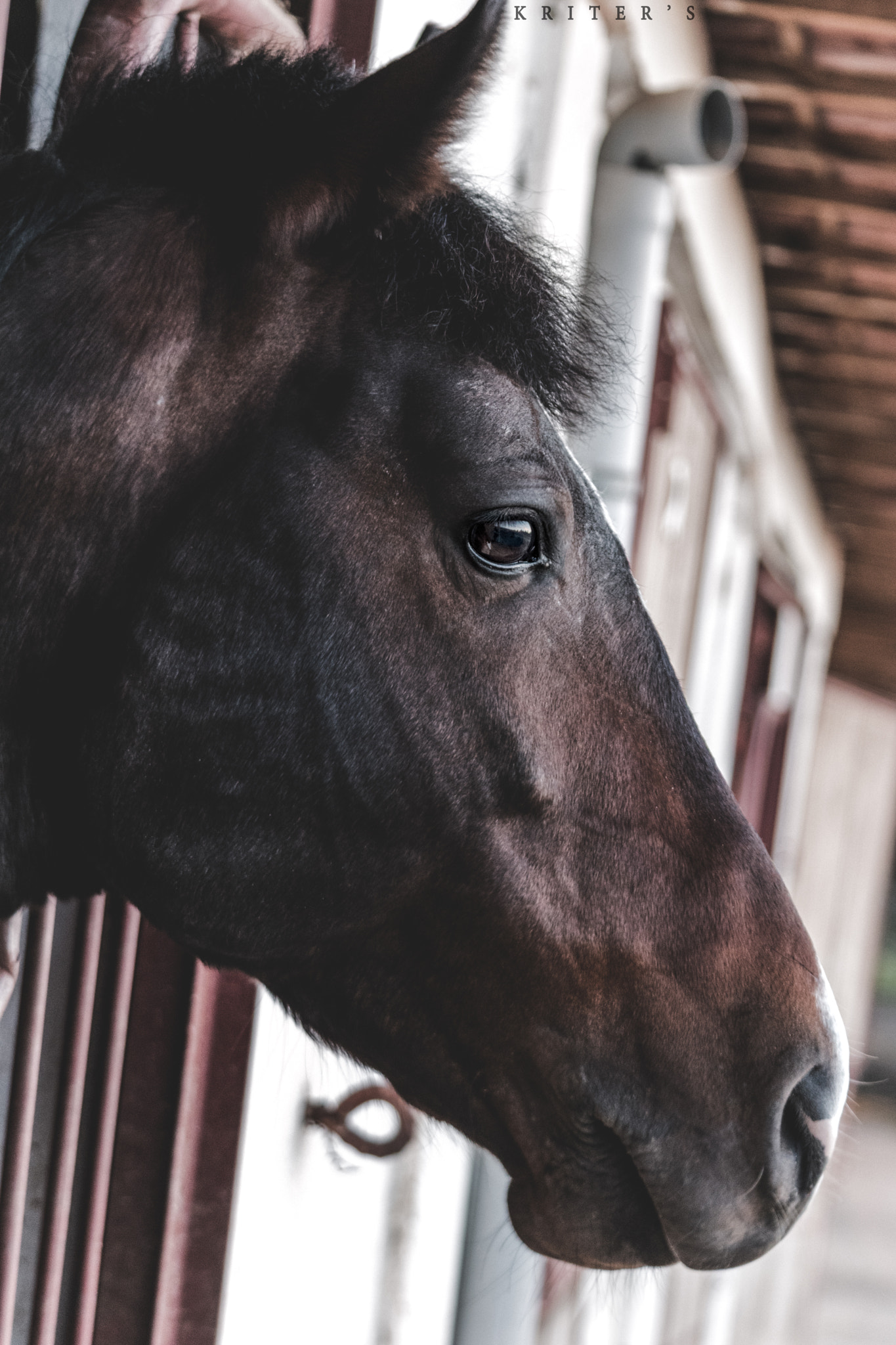 Nikon D5500 sample photo. Pensif photography