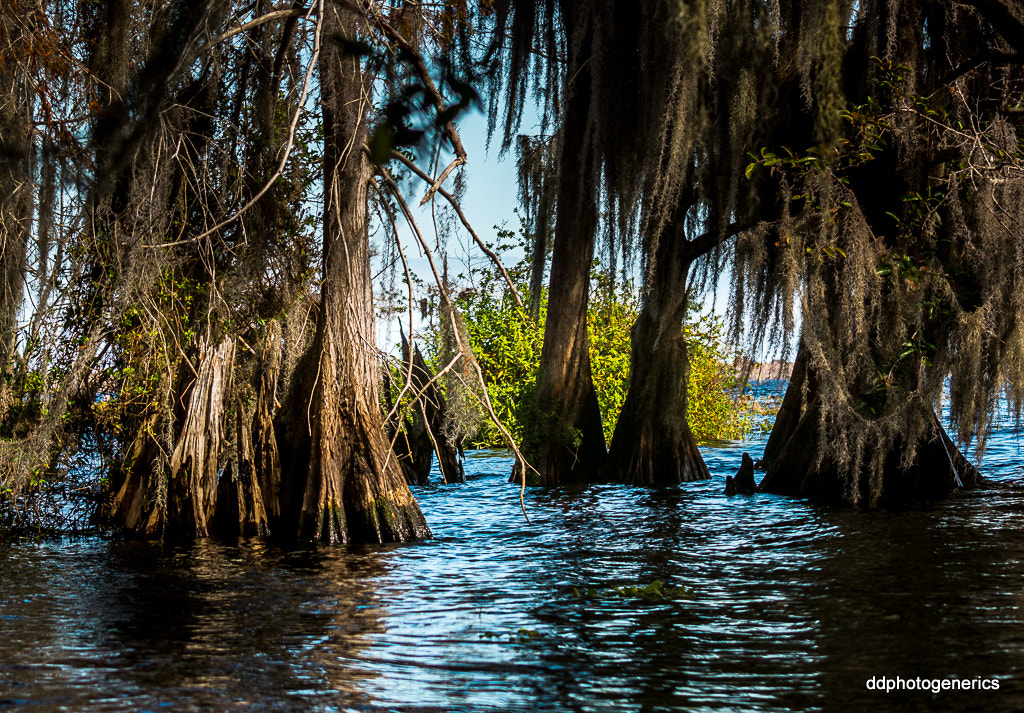 Olympus Zuiko Digital ED 70-300mm F4.0-5.6 sample photo. Hidden cypress... photography