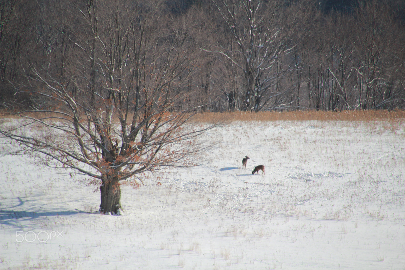 Canon EOS 60D sample photo. Winter beauty photography