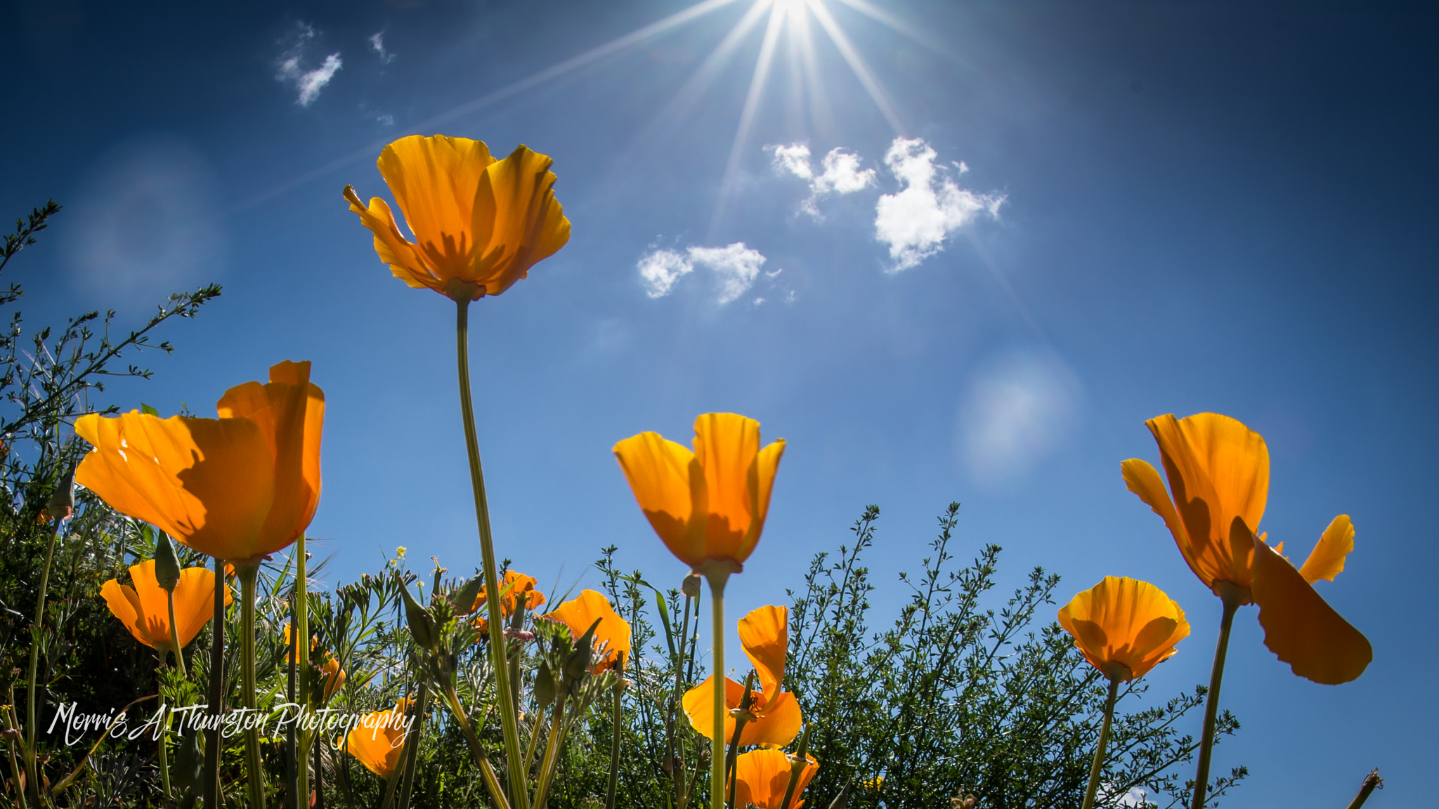 Nikon D810 + Sigma 15mm F2.8 EX DG Diagonal Fisheye sample photo. California poppies photography