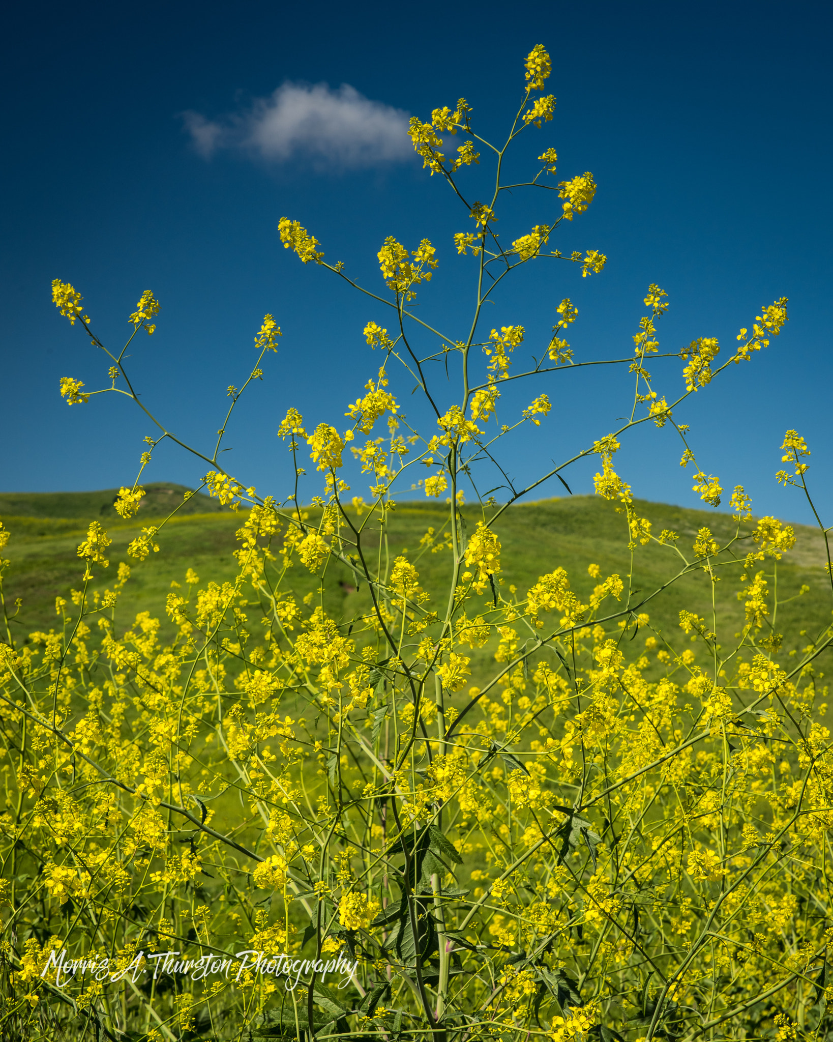 Nikon D810 sample photo. Black mustard photography