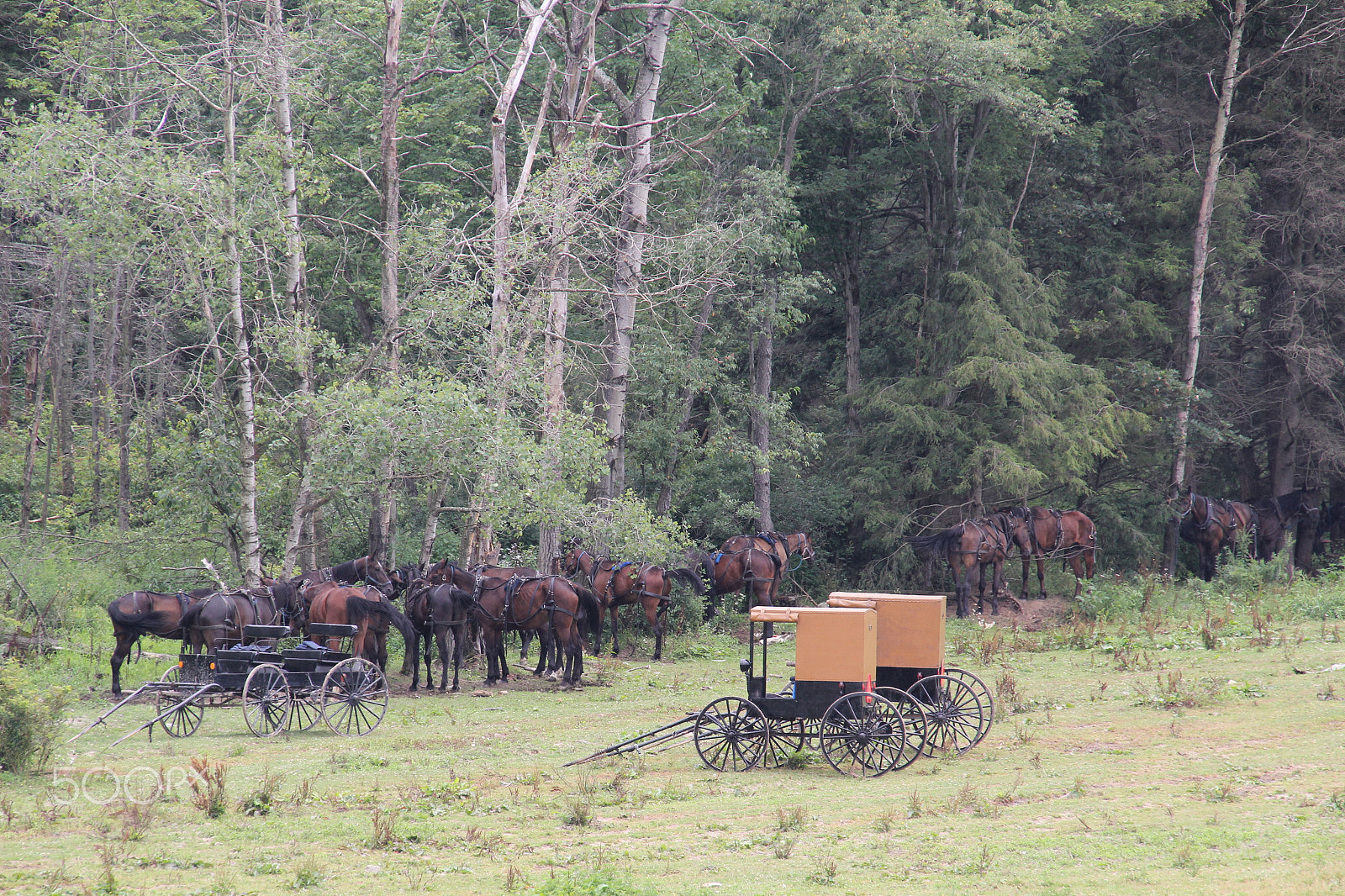 Canon EOS 60D sample photo. Amish land photography