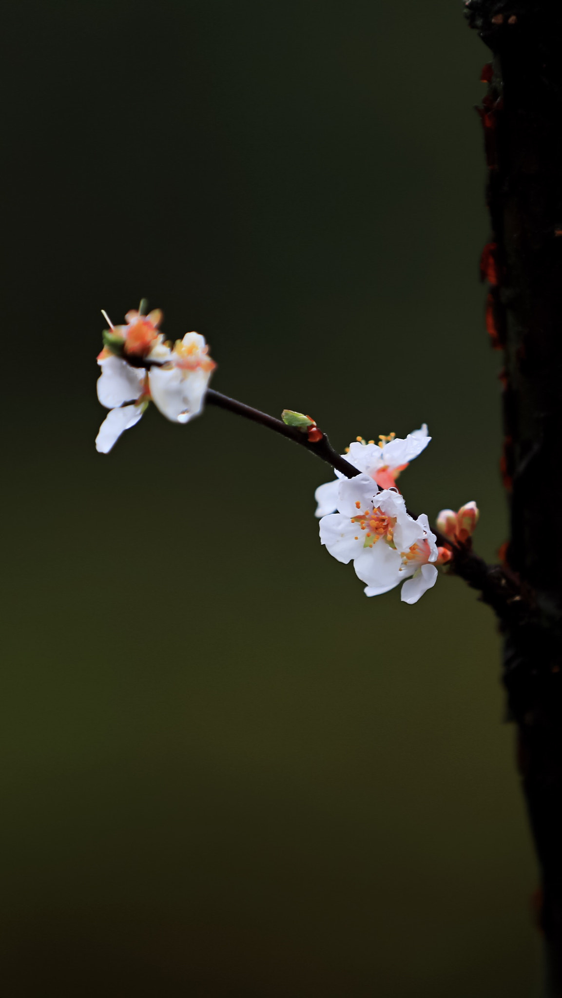 Canon EOS 5DS R sample photo