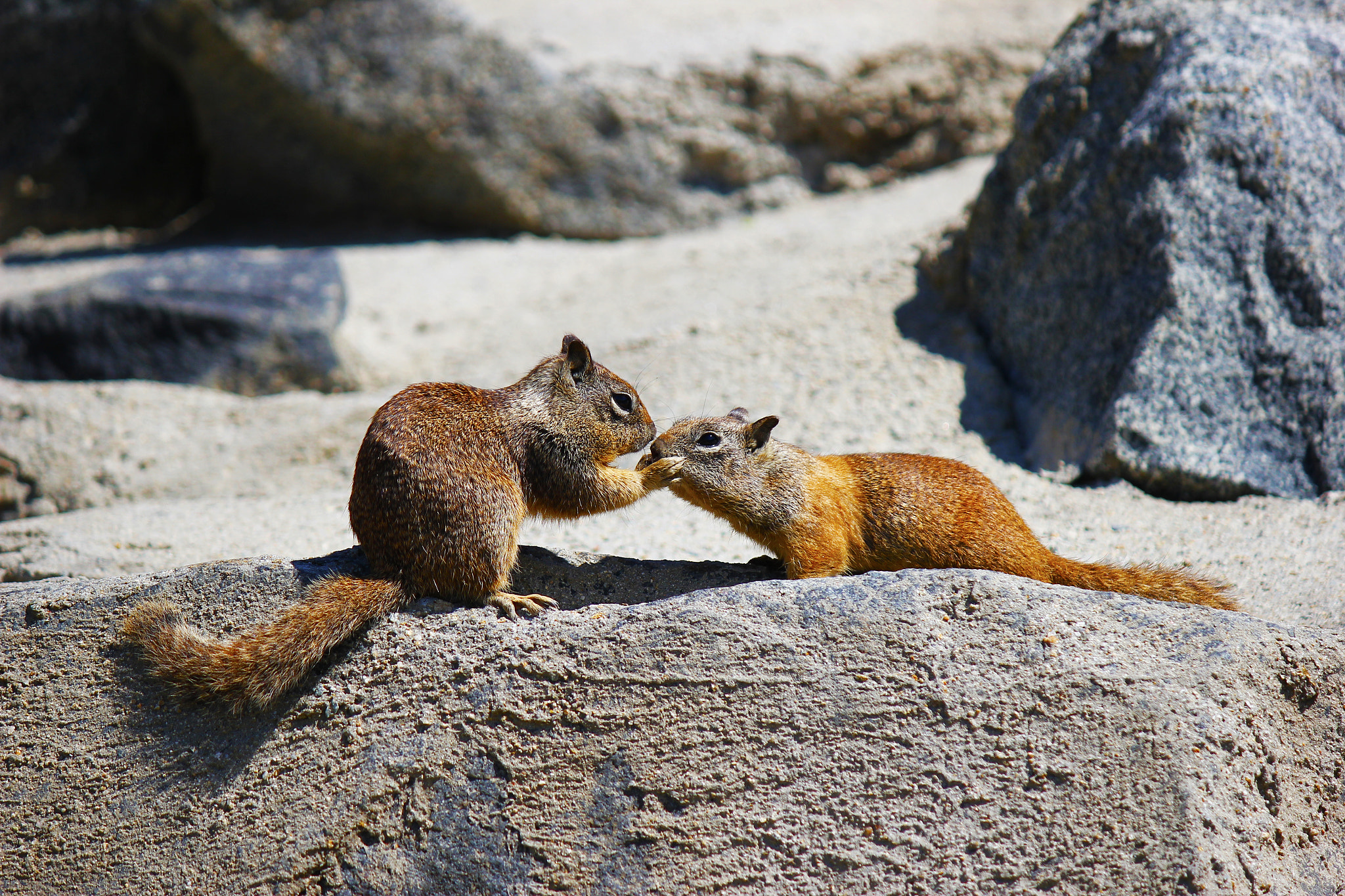 Canon EF-S 55-250mm F4-5.6 IS sample photo. Two squirrels face to face at the beach photography