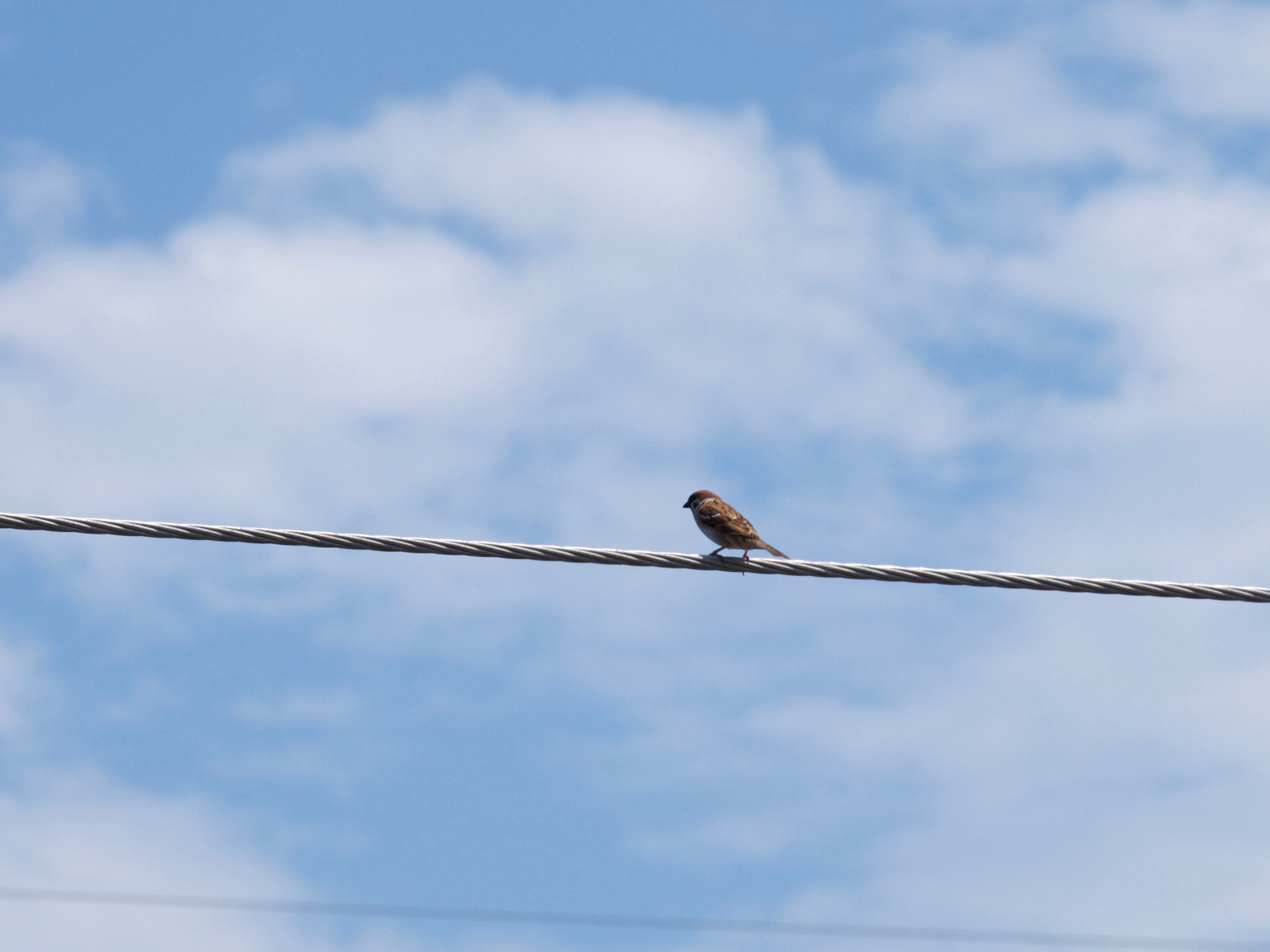 Fujifilm XF 55-200mm F3.5-4.8 R LM OIS sample photo. 32772182644.jpg photography