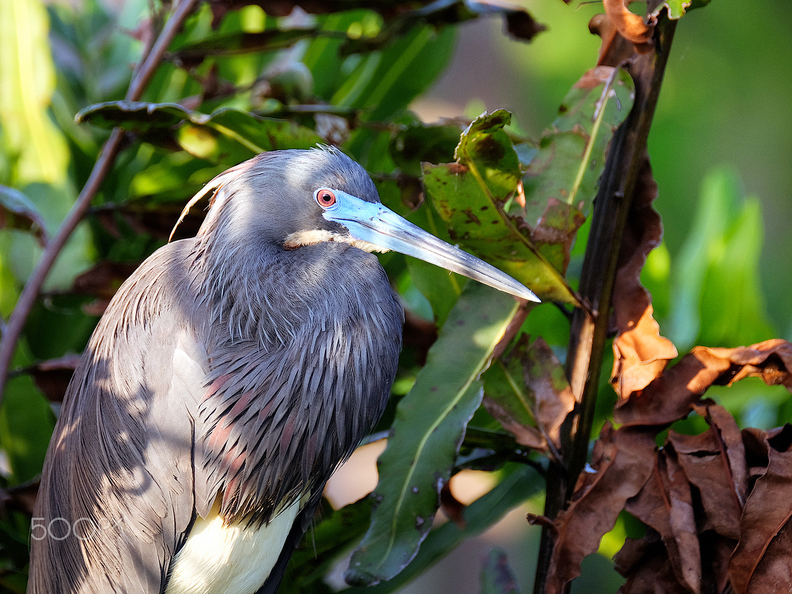 XF100-400mmF4.5-5.6 R LM OIS WR + 1.4x sample photo. Tricolored heron in breeding season photography