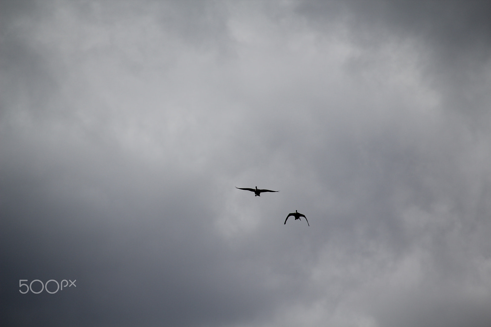 Canon EOS 60D sample photo. Geese photography