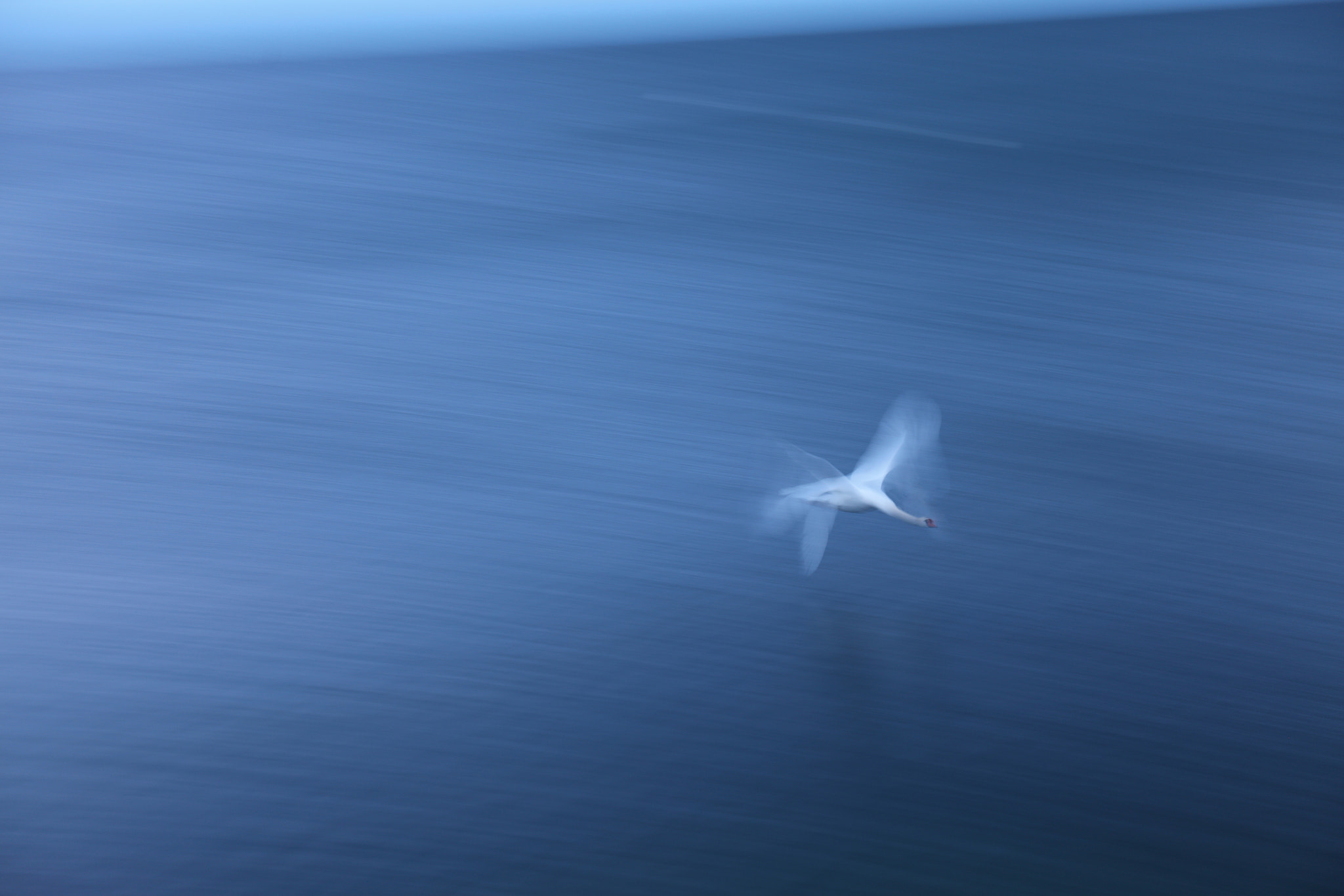 Canon EOS 5DS R + Canon EF 24-70mm F4L IS USM sample photo. Swan  on the way home photography