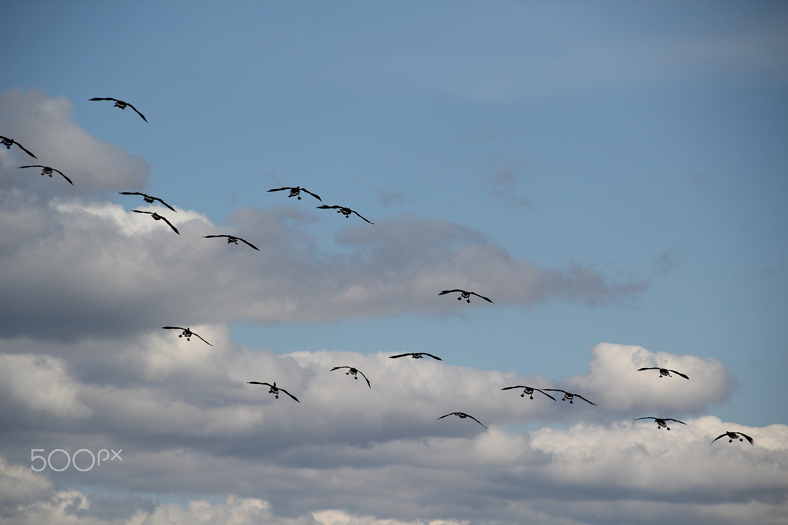 Tamron AF 18-270mm F3.5-6.3 Di II VC LD Aspherical (IF) MACRO sample photo. Geese photography